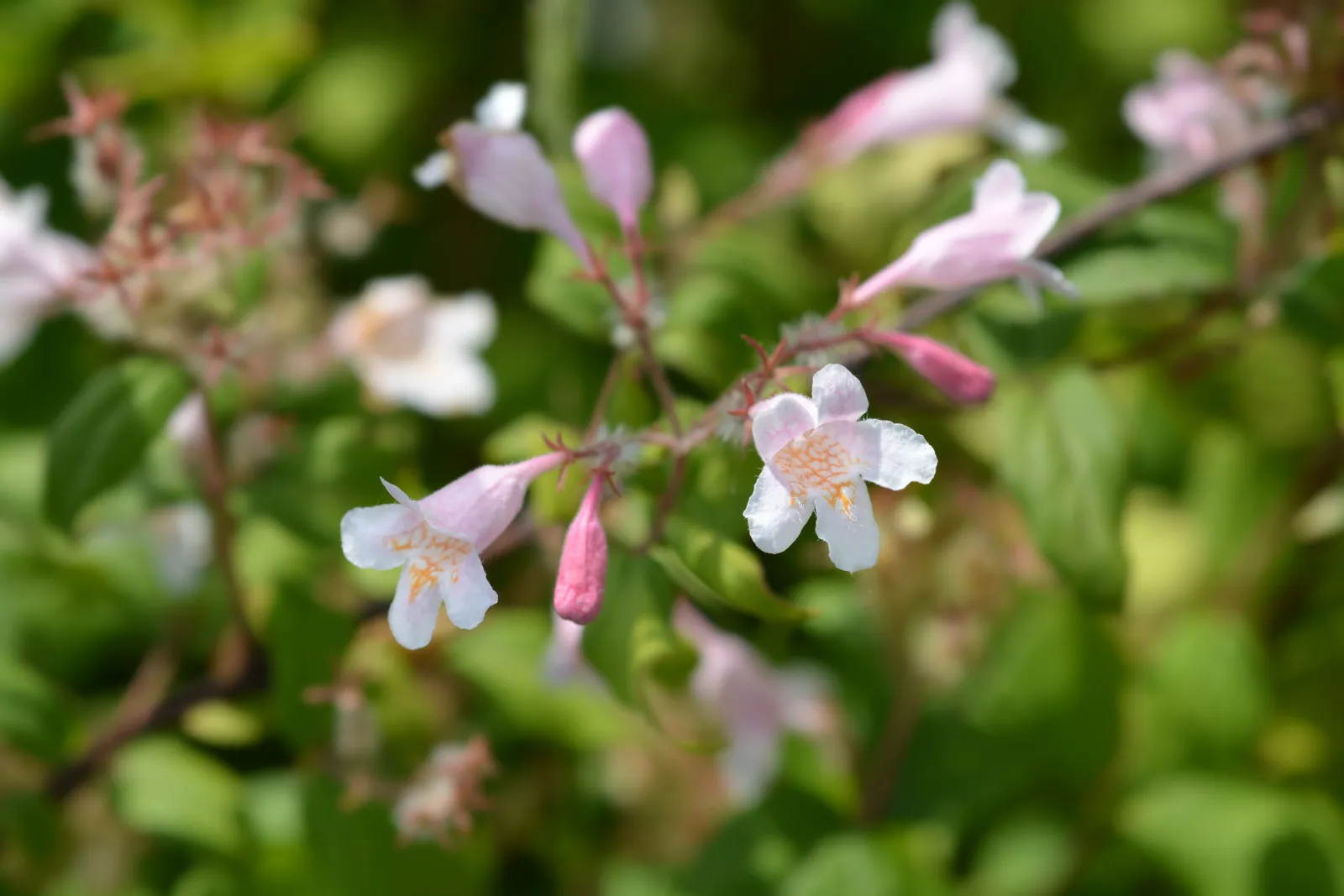 Paradisbuske 'Pink Cloud' - miniatyr 7