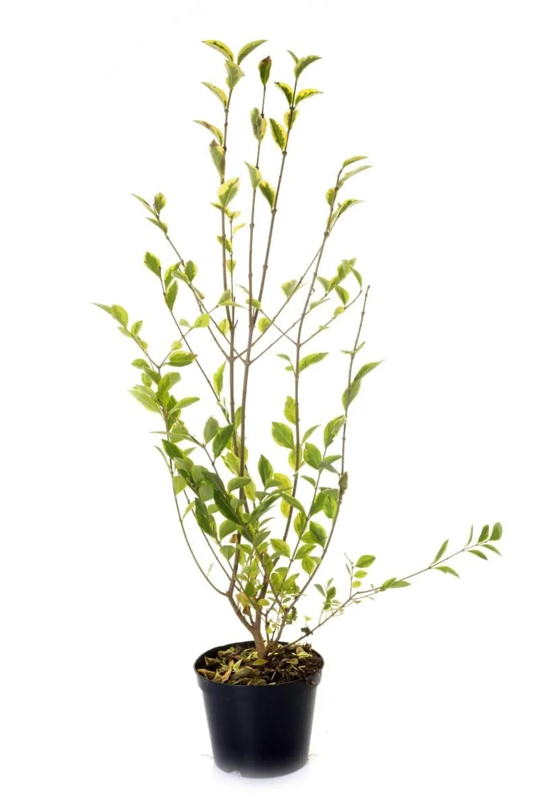 Vinterliguster 'Atrovirens', 40-60 cm — detalj 3