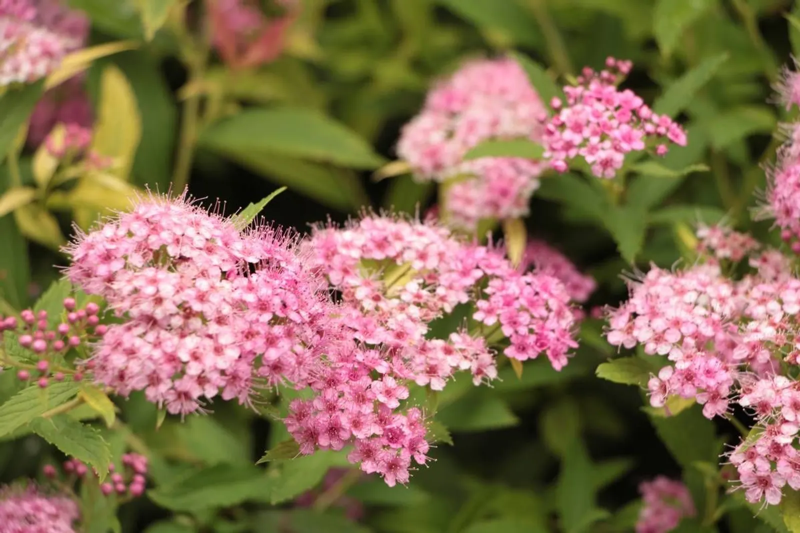 Praktspirea 'Little Princess', 10-20 cm