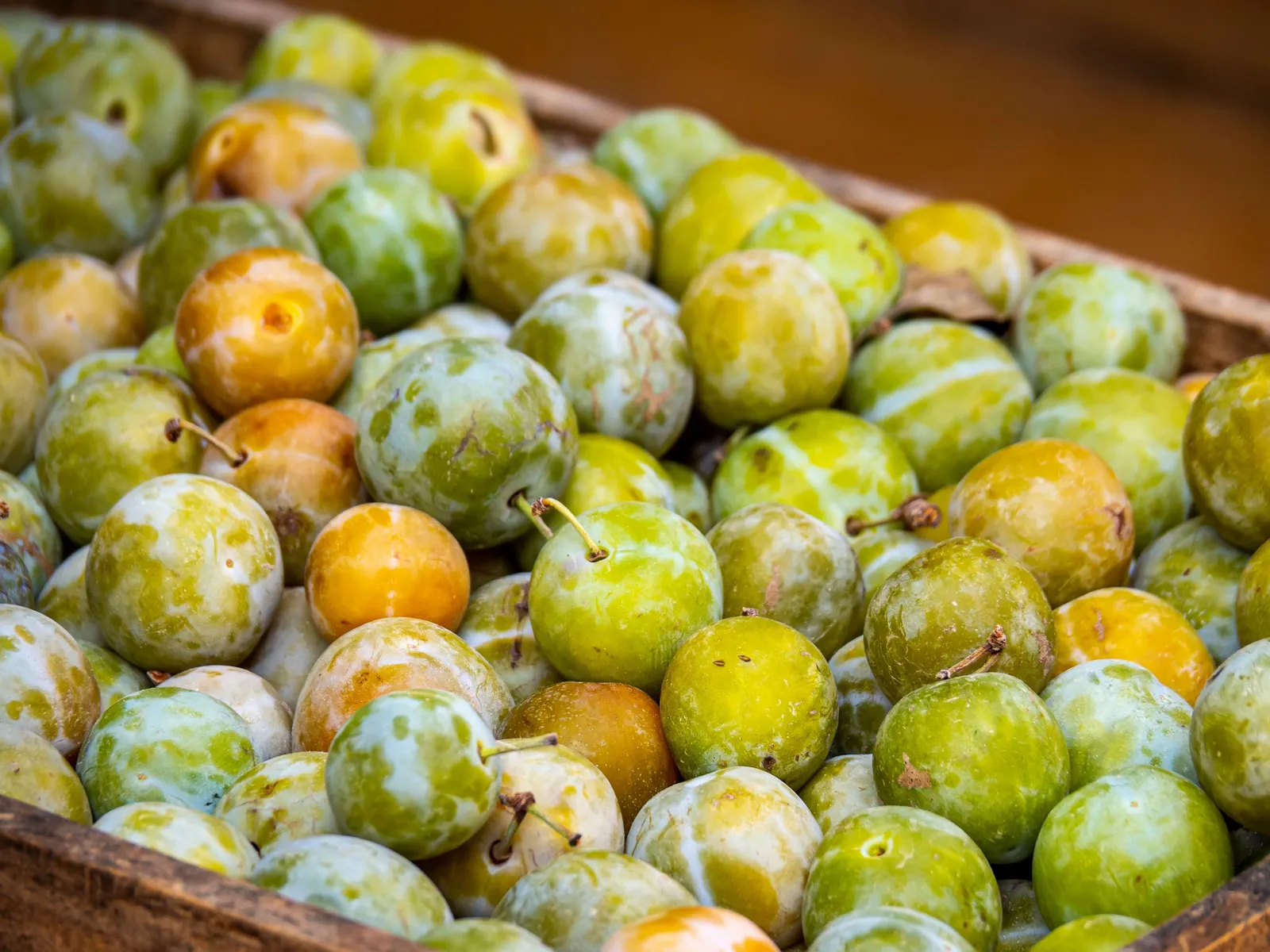 Plommon Reine Claude d´Oullins E, svagväxande, Pixy - miniatyr 4