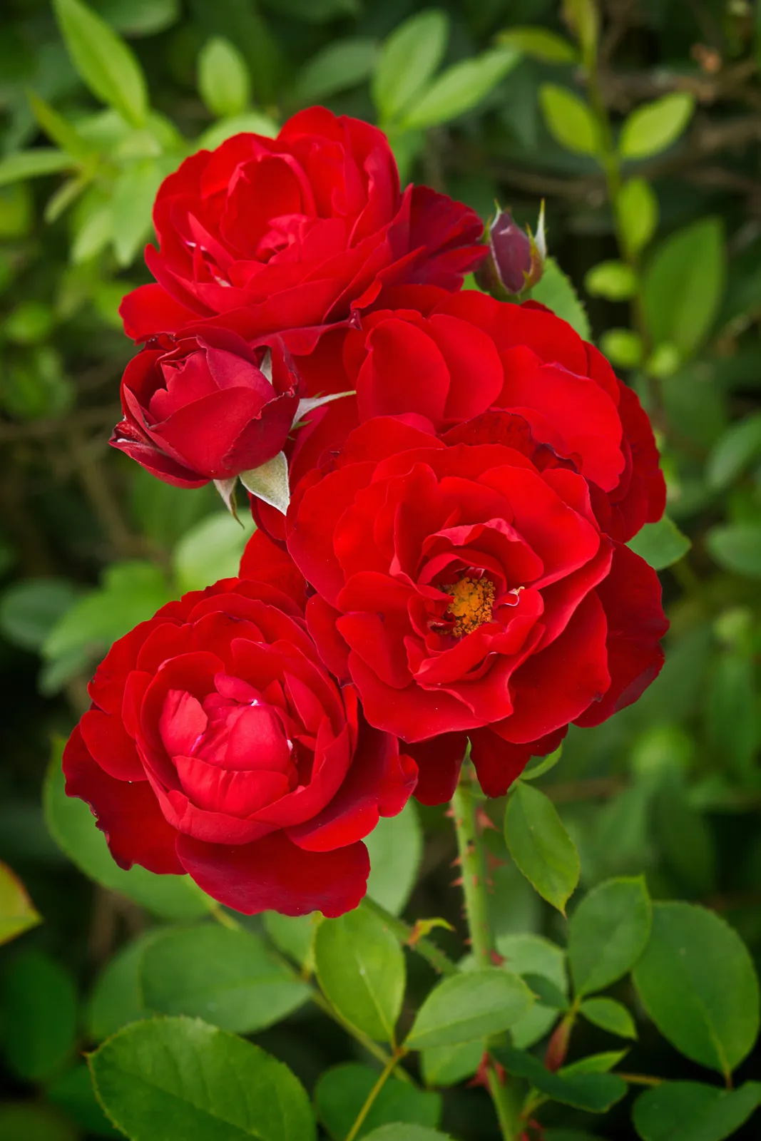 Floribundaros H. C. ANDERSEN ('Poulander') - miniatyr 4