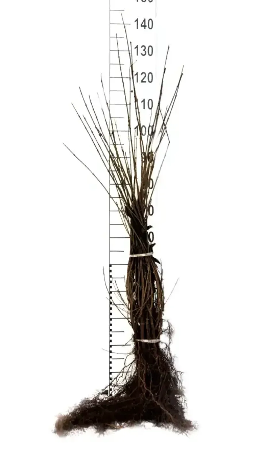 Vinterliguster 'Liga', 50-80, 3-5 grenar cm — detalj 4