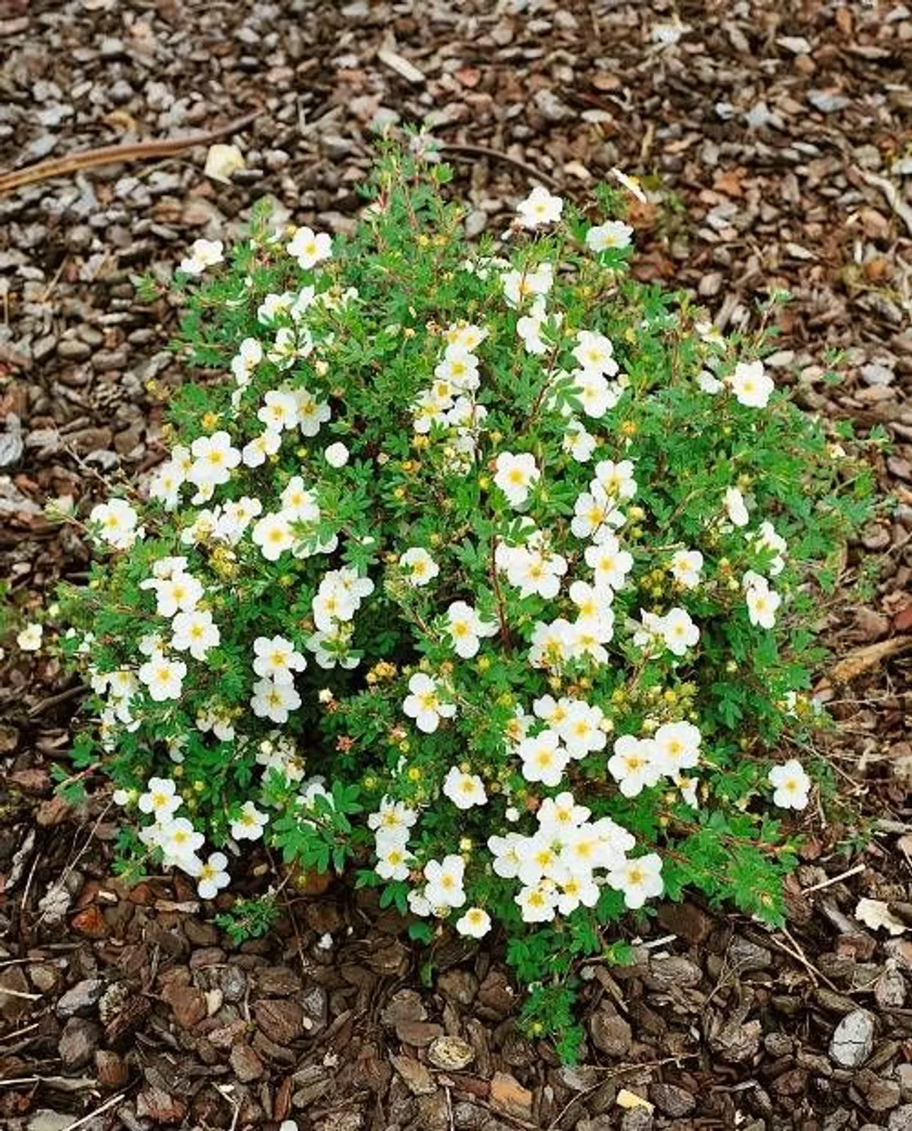 Trädgårdstok 'Abbotswood', 20-40 cm
