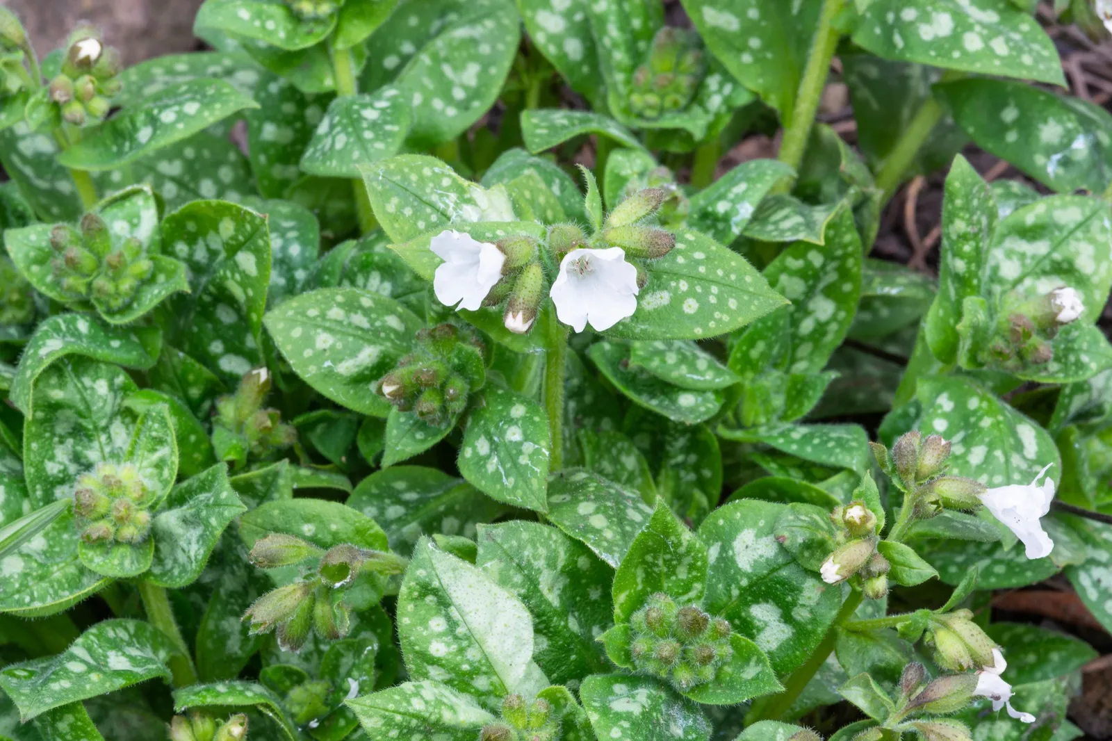 Fläckig lungört 'Sissinghurst White'