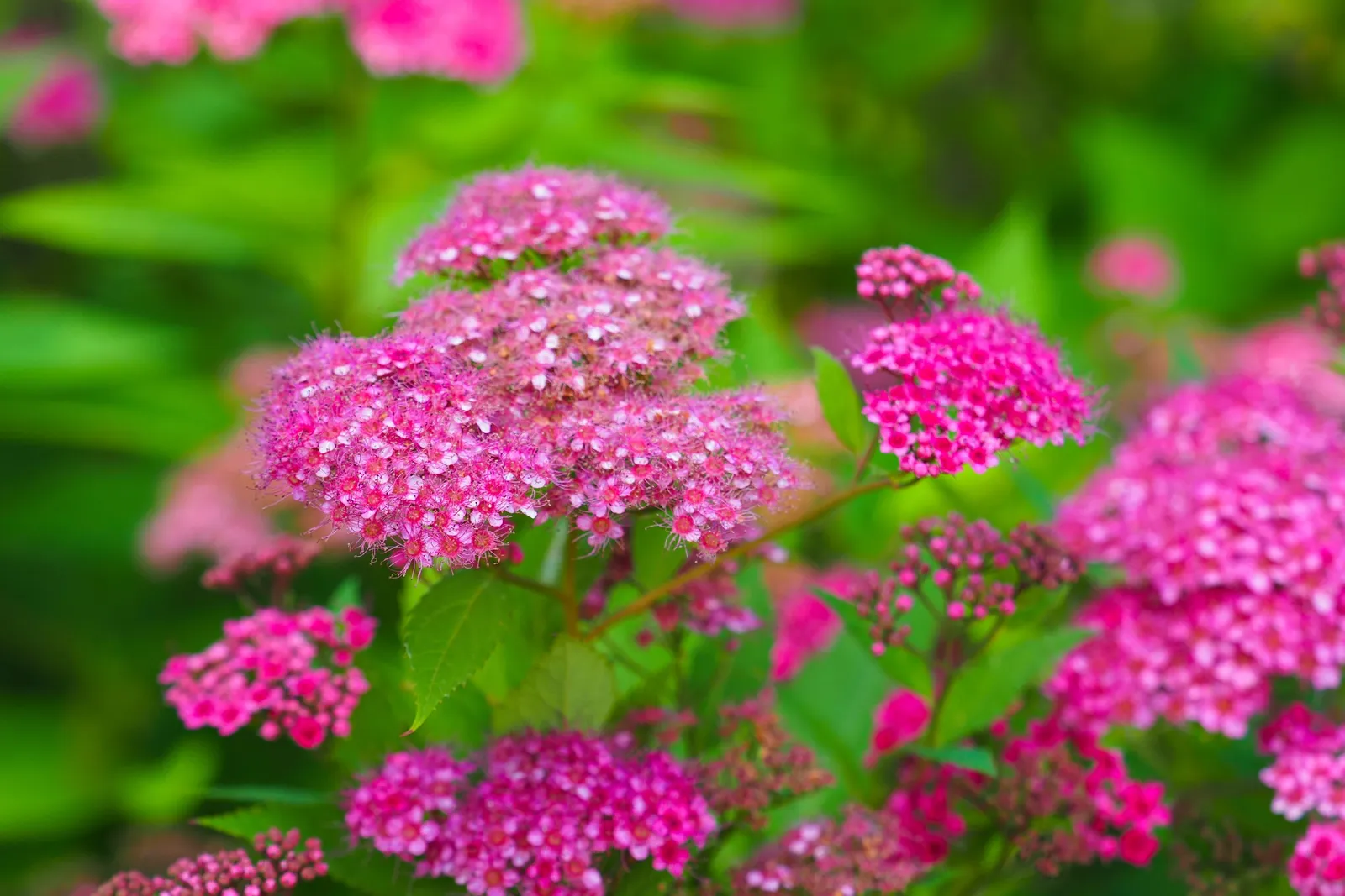 Rosenspirea - miniatyr 6