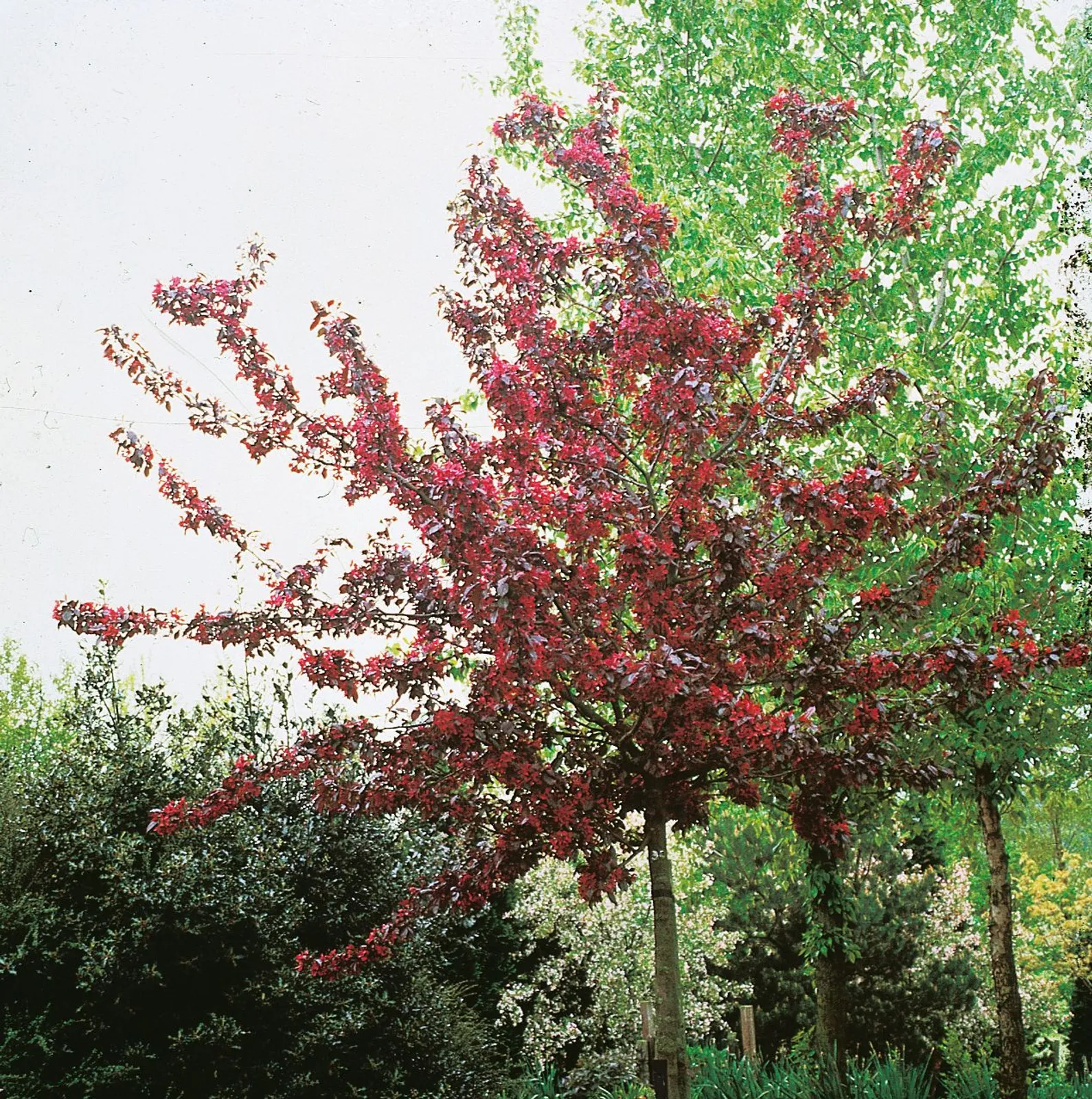 Purpurapel 'Royalty', Sh 80-90
