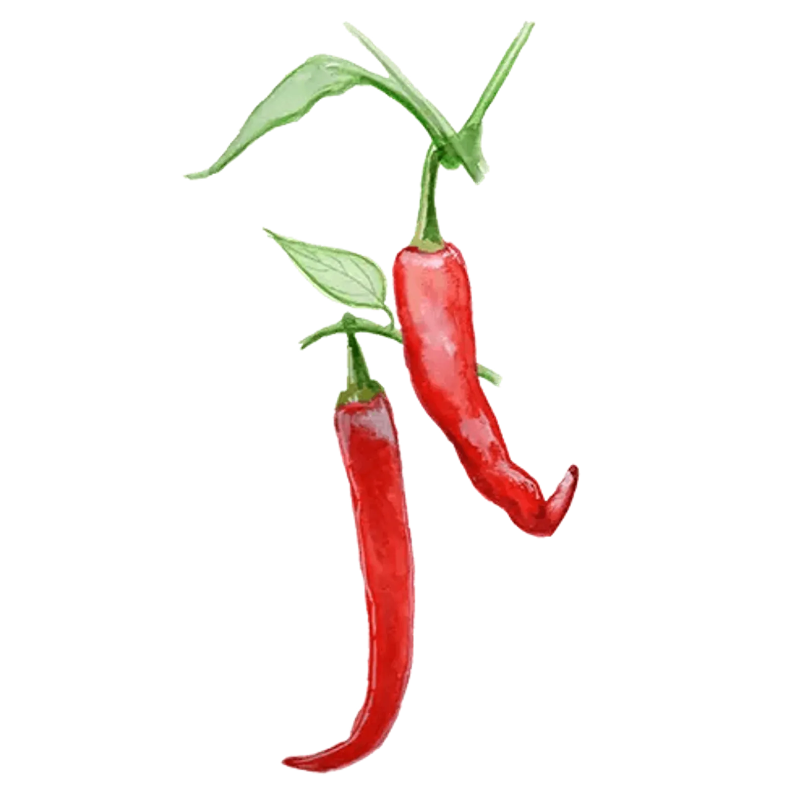 Chili 'De Cayenne', Frö