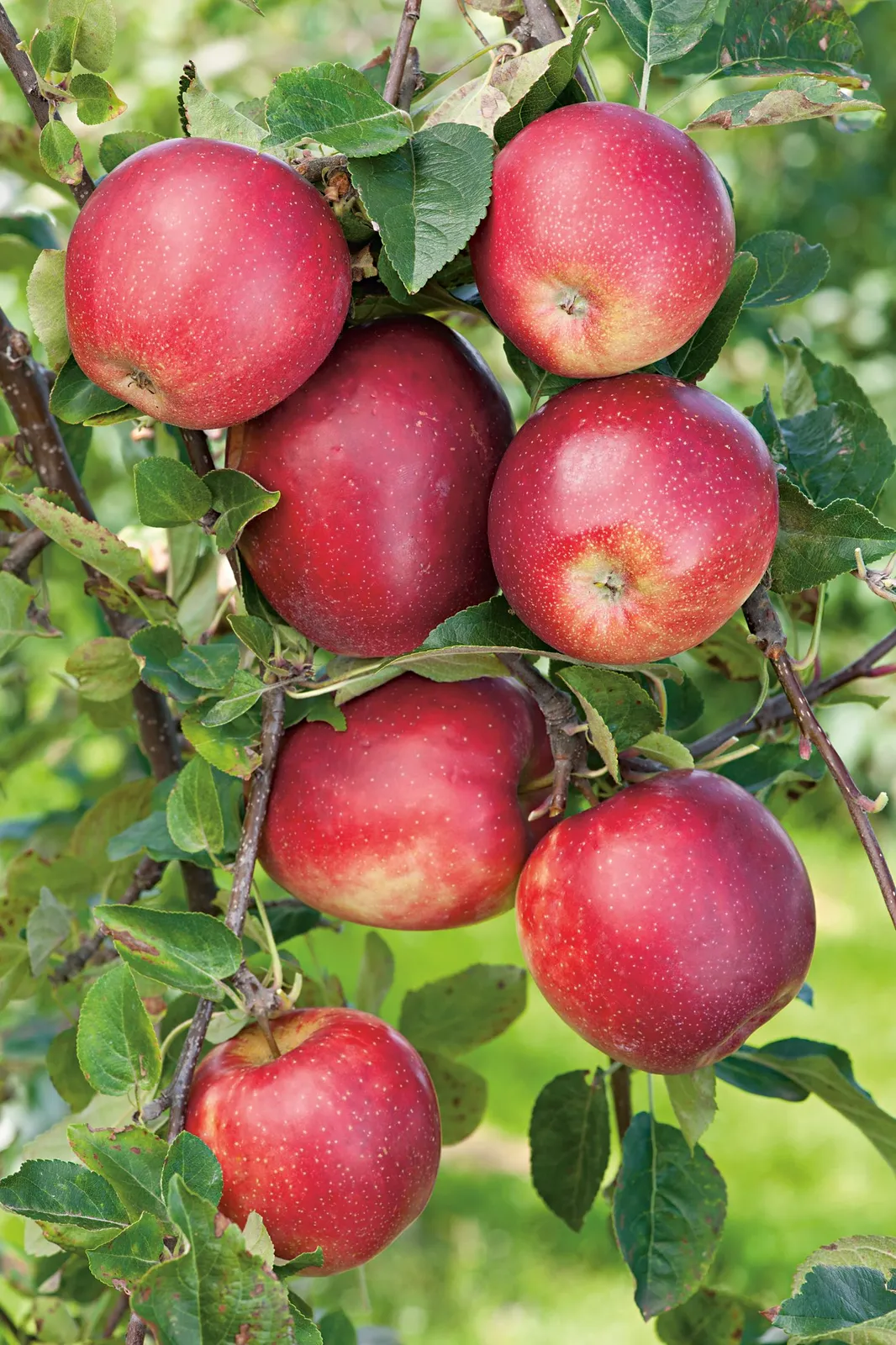 Äpple 'Summerred', svagväxande, B9, inkl. uppbindnings kit