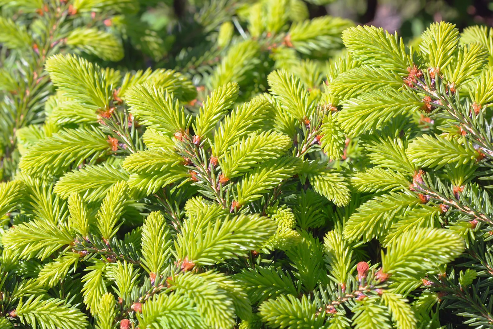 Fågelbogran, 25-30 cm - miniatyr 4