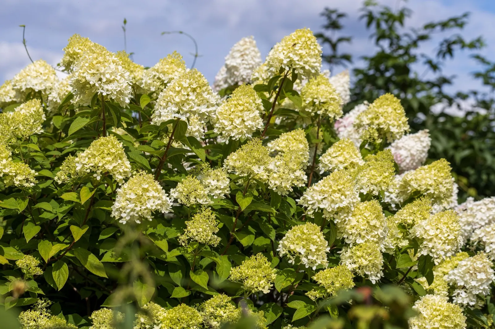 Vipphortensia 'Limelight' - miniatyr 6