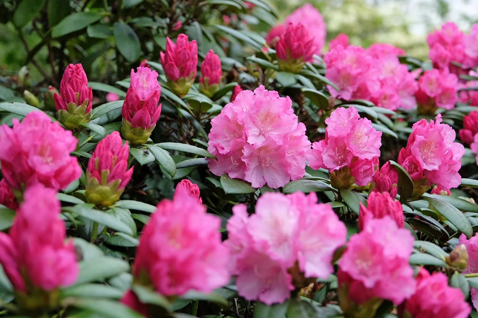Yakushimanum-rododendron 'Polaris', 25-30 cm - miniatyr 5