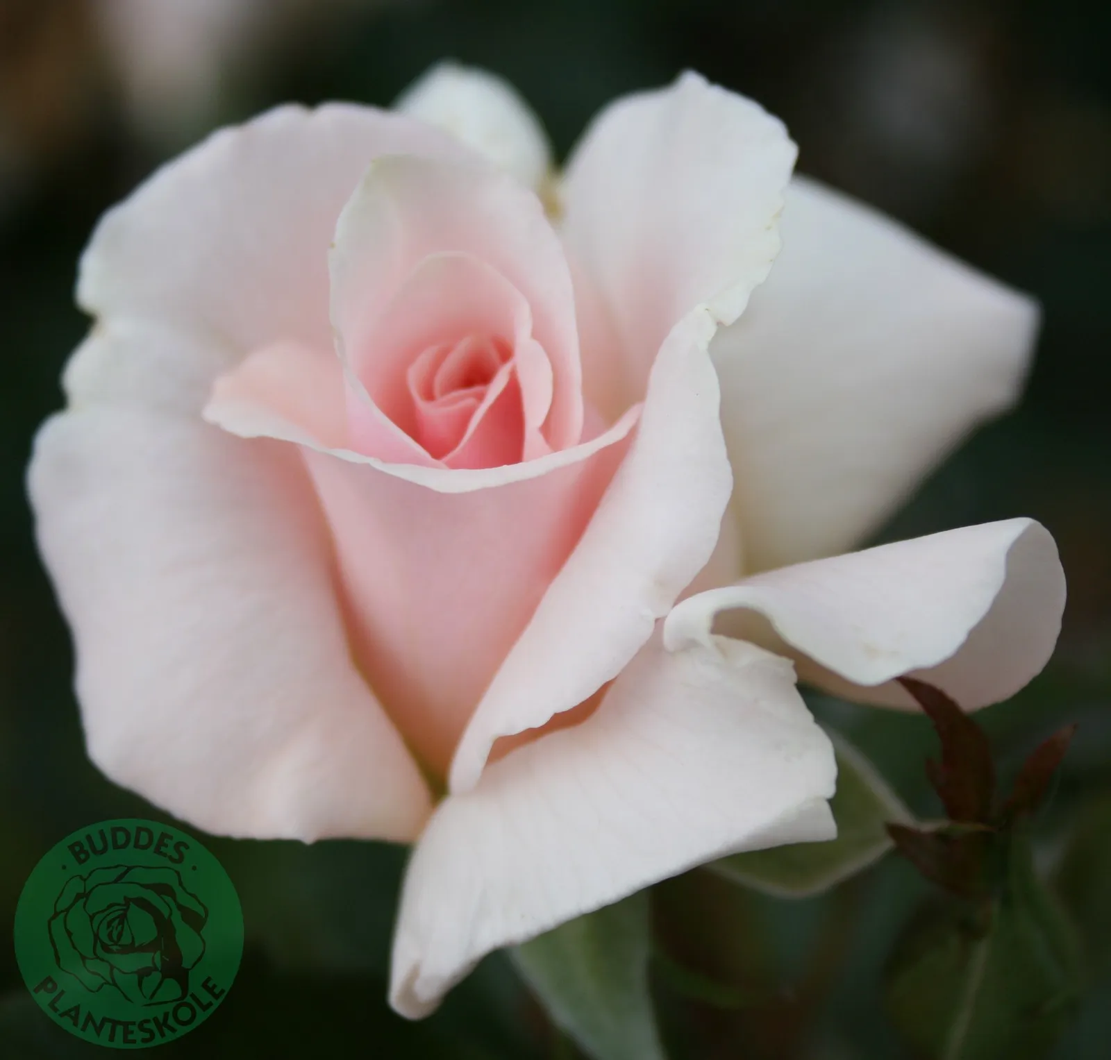Tehybridros A WHITER SHADE OF PALE ('Peafanfare'PBR)