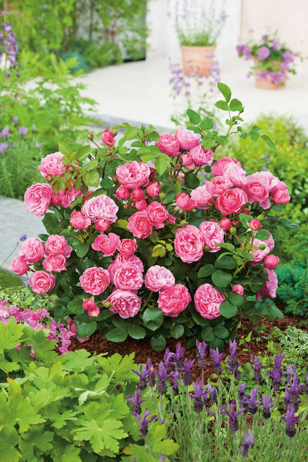 Floribundaros LEONARDO DA VINCI ('Meideauri')
