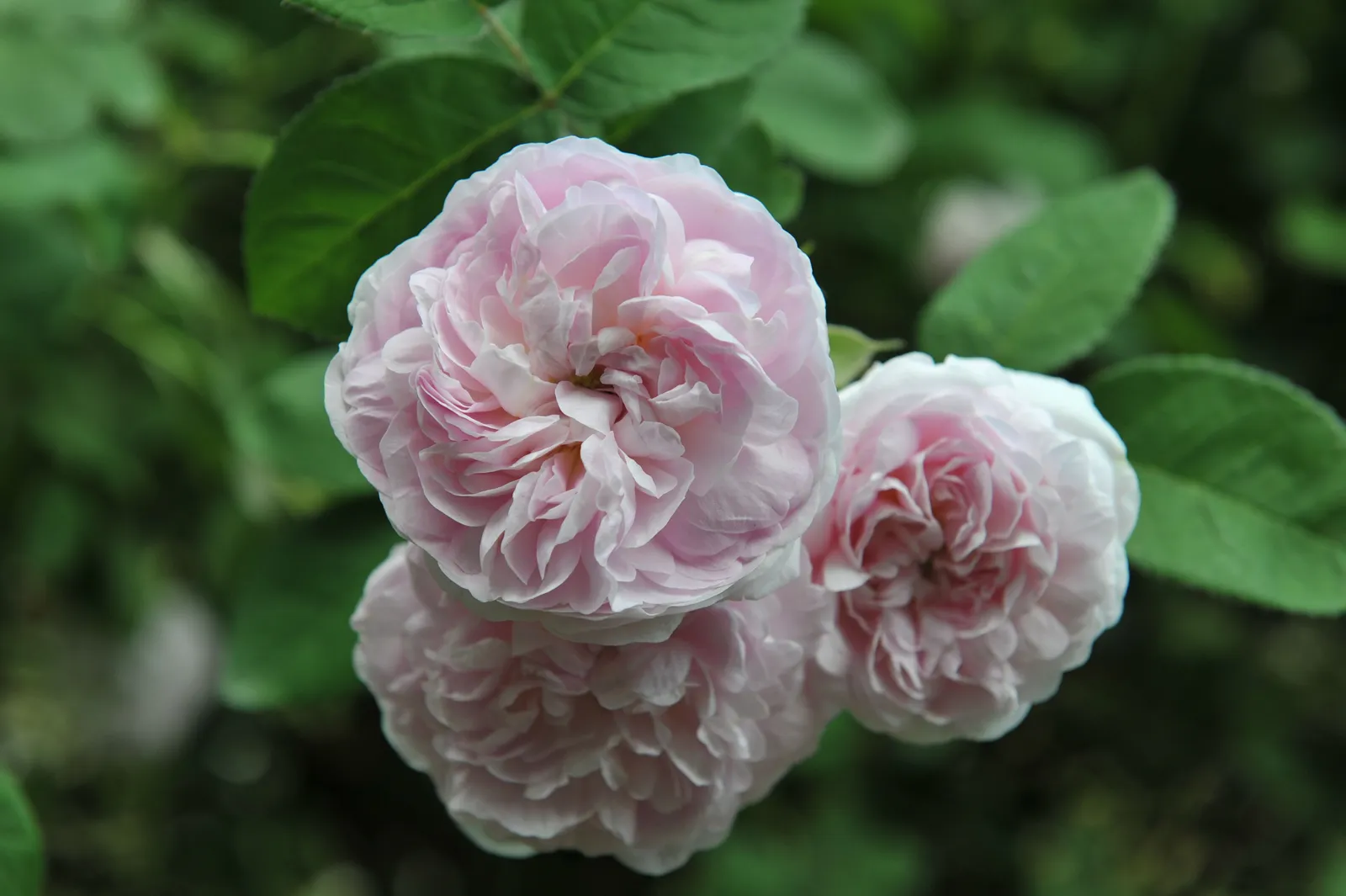 Albaros 'Maidens Blush' - miniatyr 2