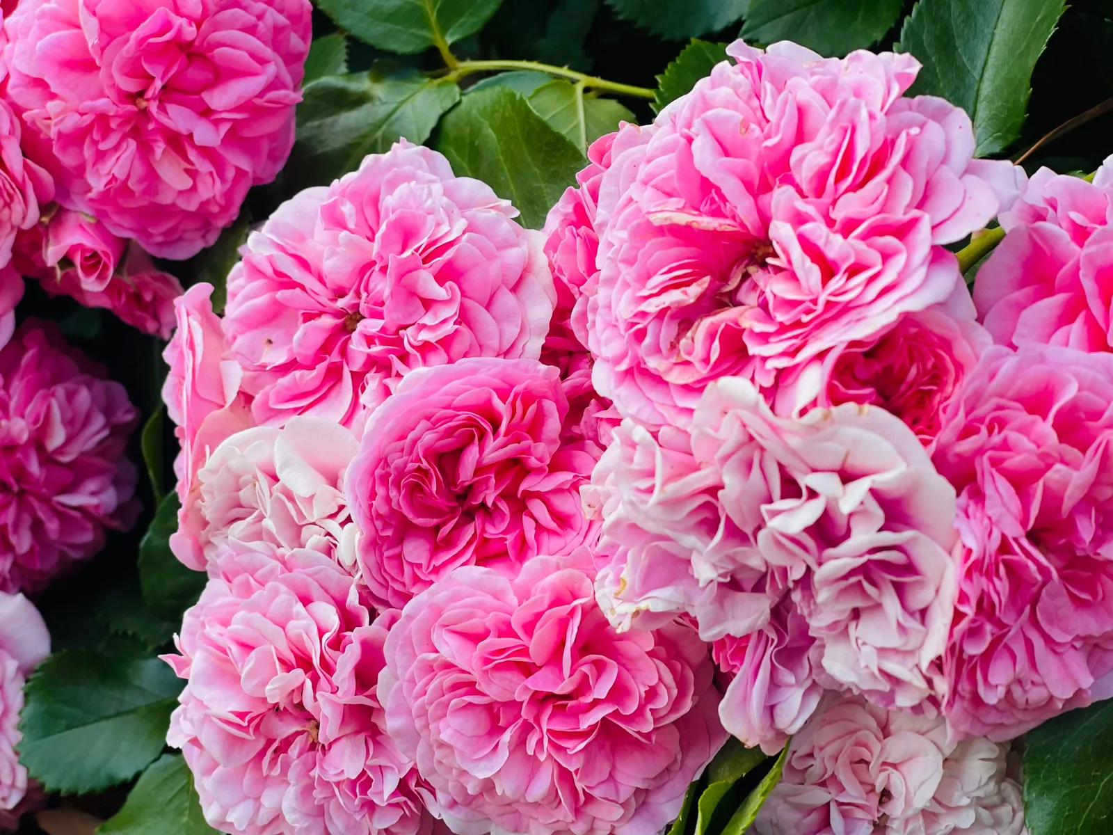 Rugosa-ros 'Thérèse Bugnet' - miniatyr 3
