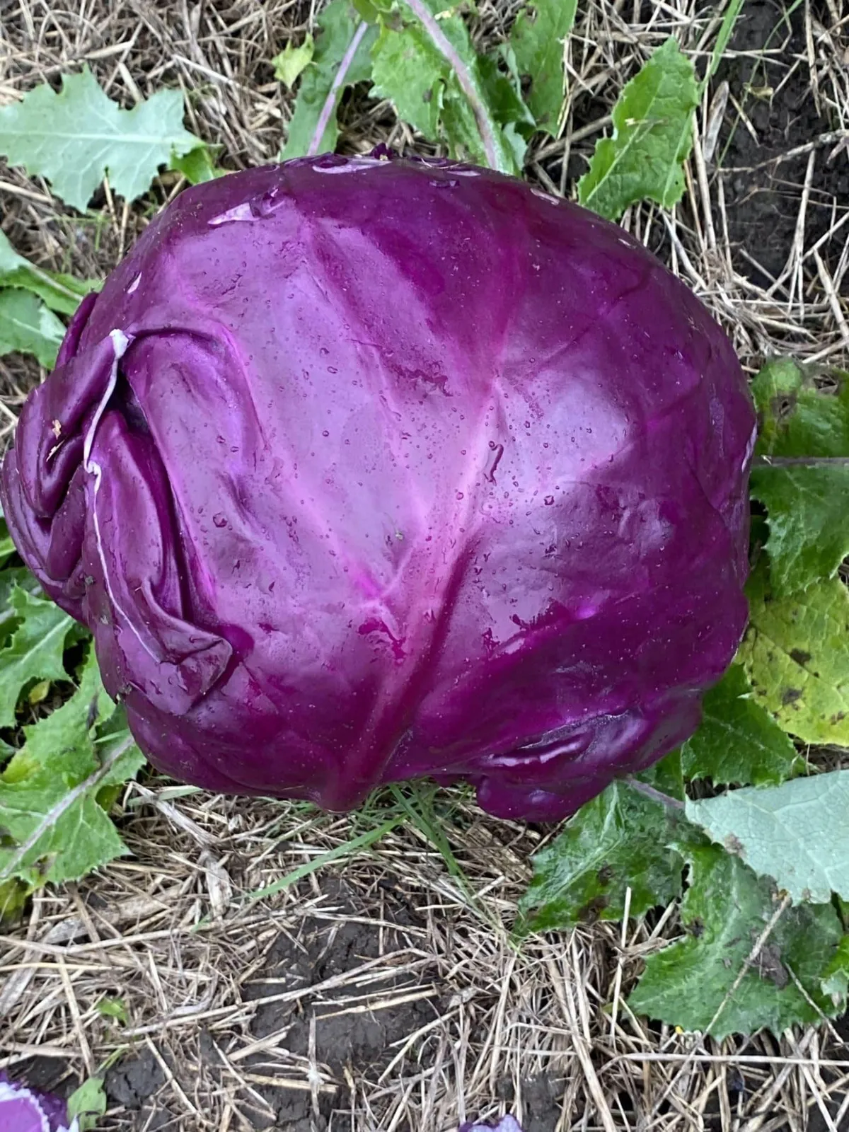 Granat rödkål frö med lila rödkål