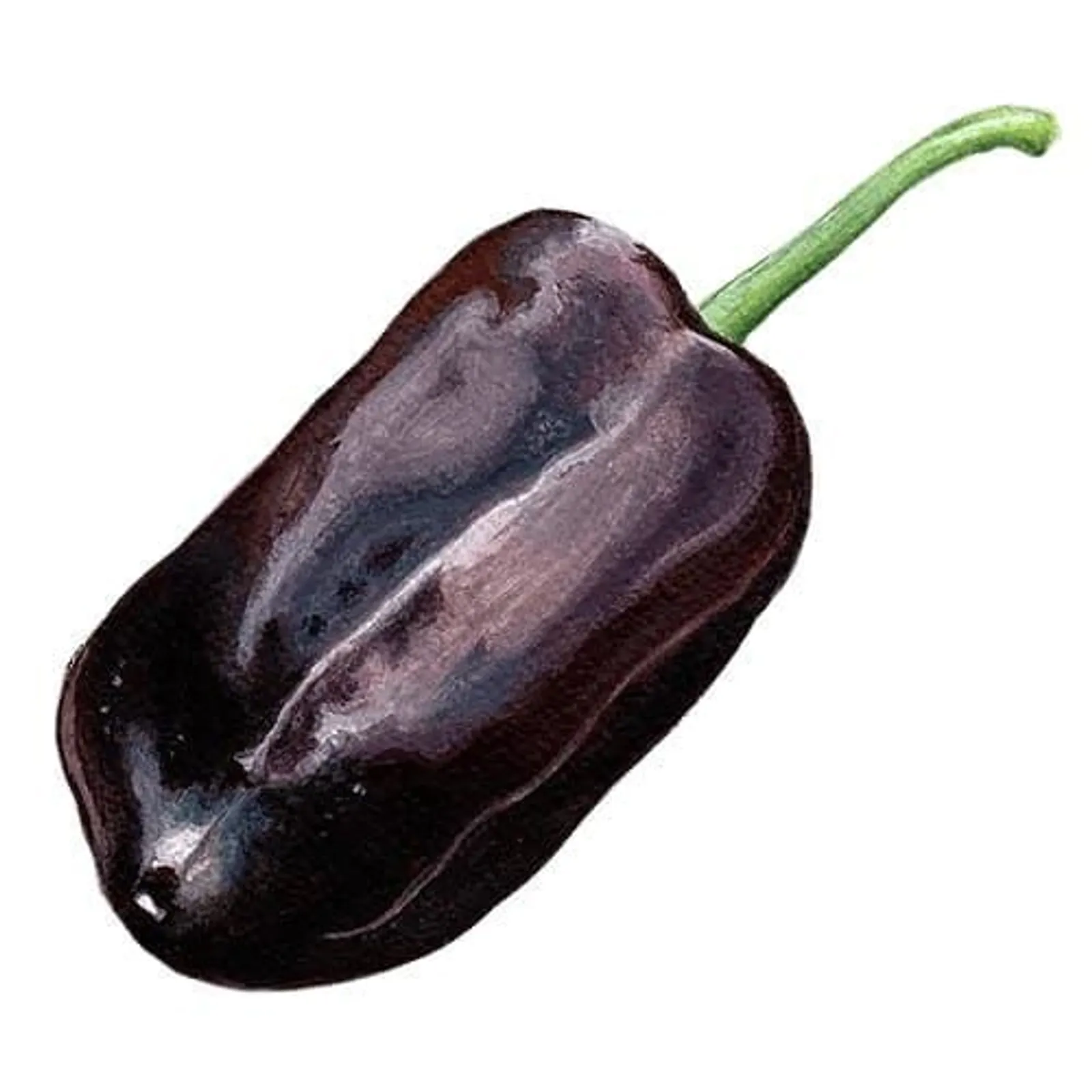 Paprika 'Sweet Chocolate', Frö
