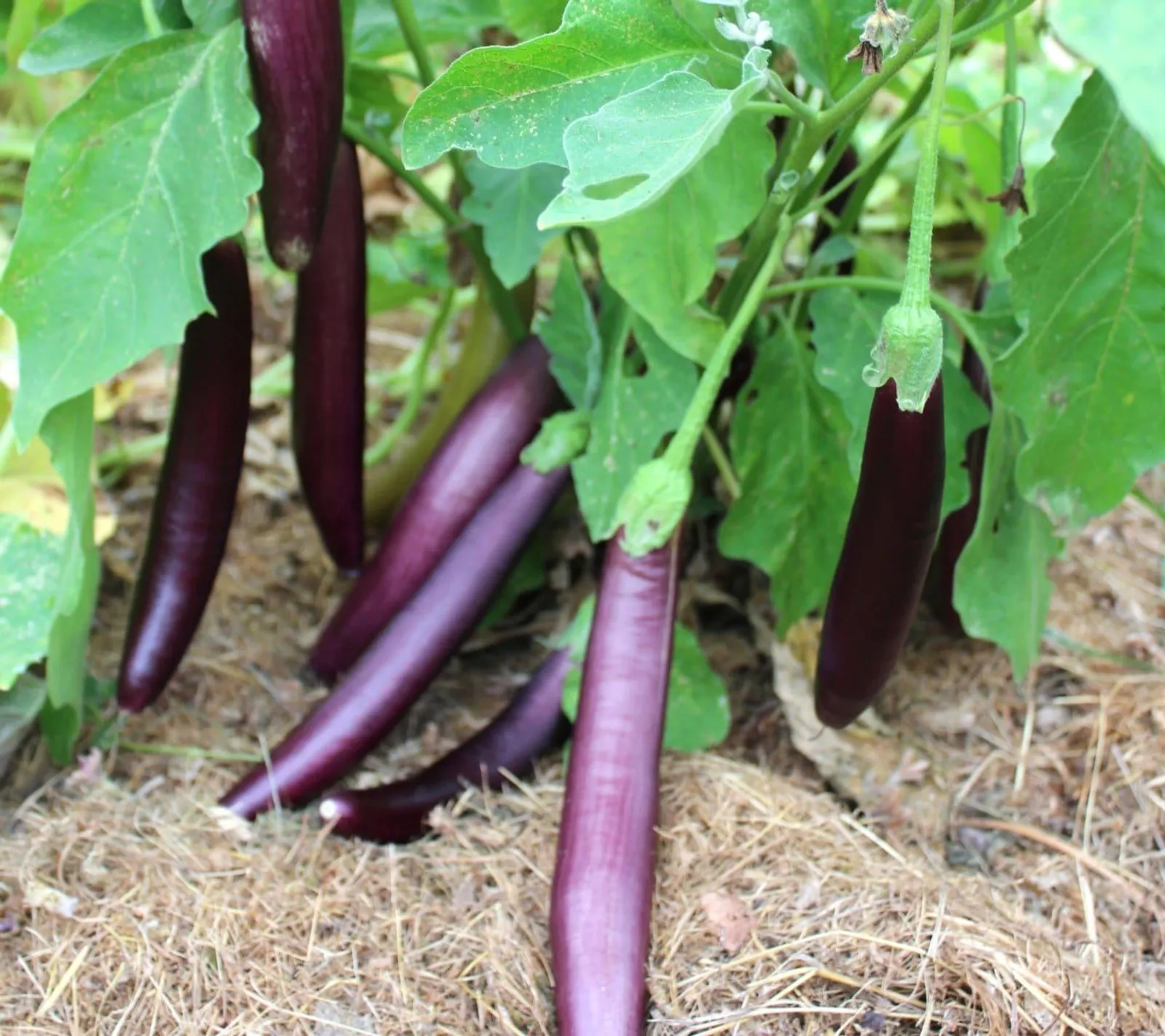 Äggplanta 'Wenta', ekofrö