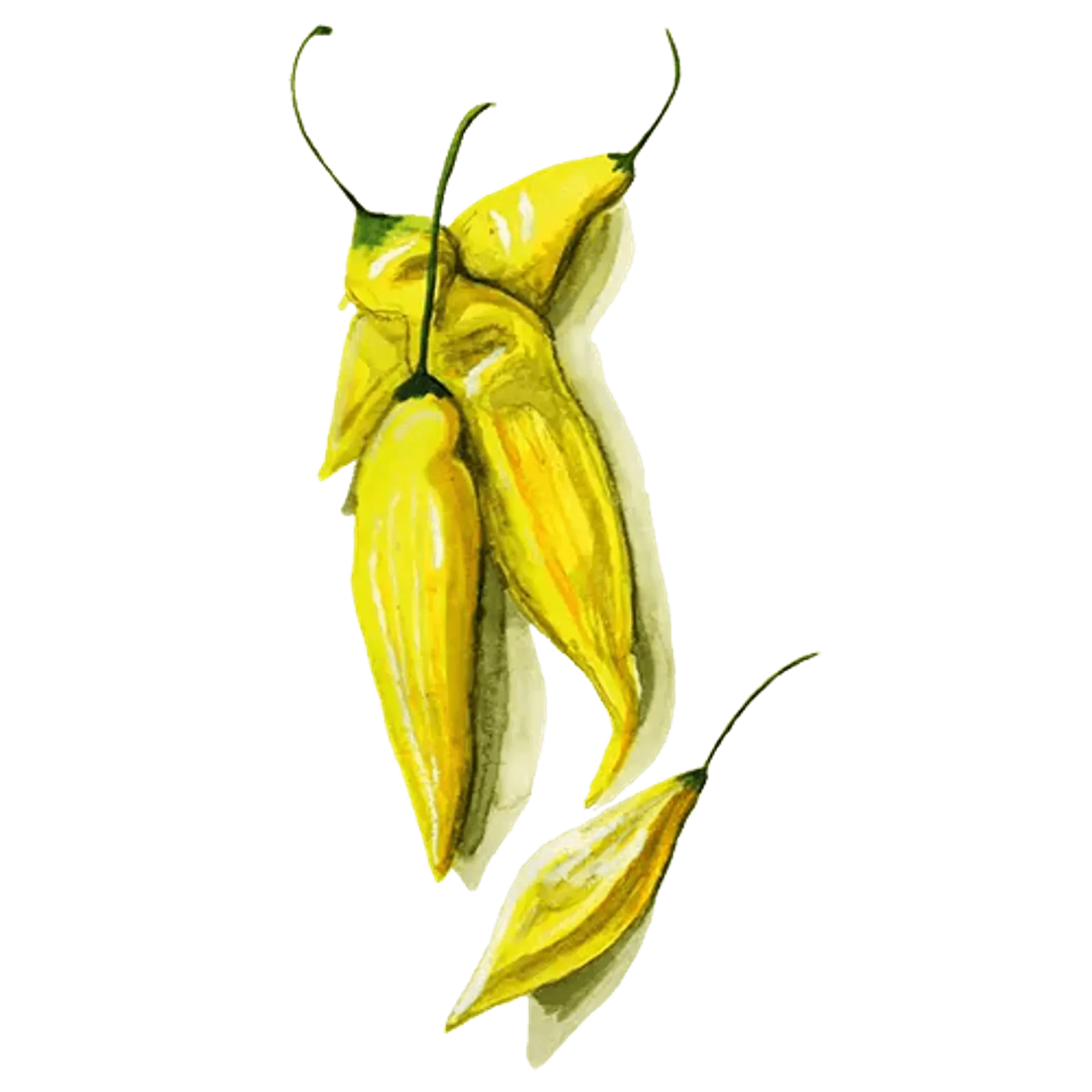 Chili 'Hot Lemon', Frö