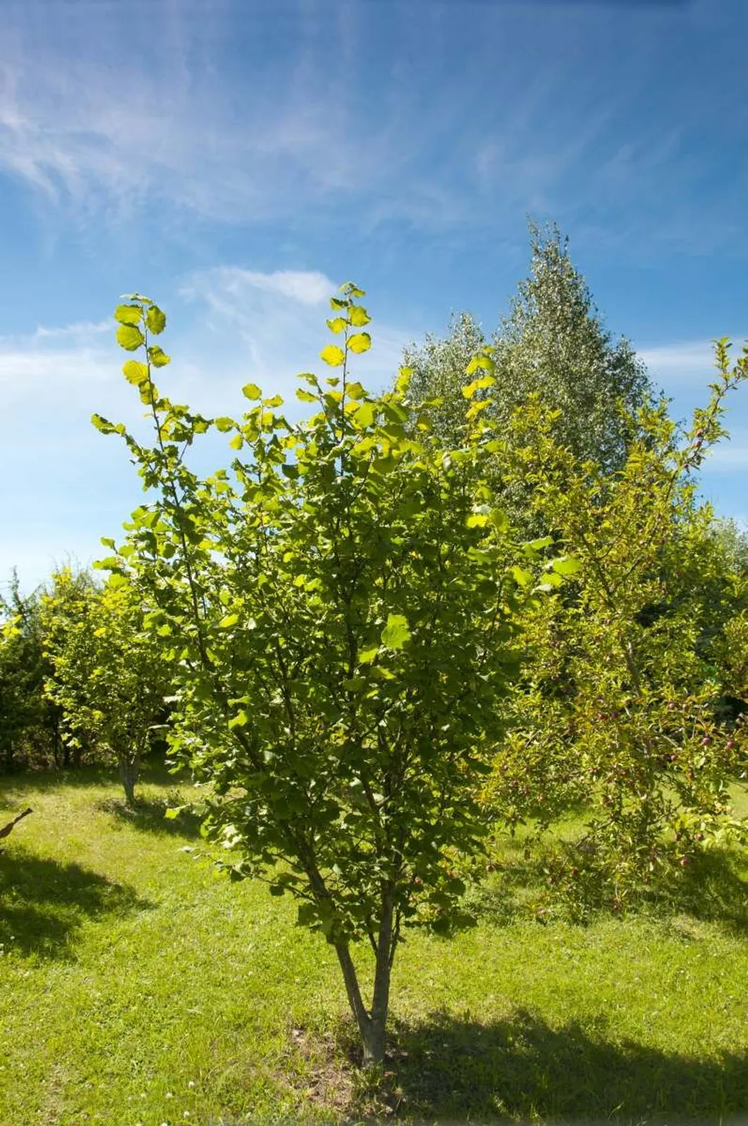 Hasselnöt 'Webb'S Prize Cob', 1-pack — närbild
