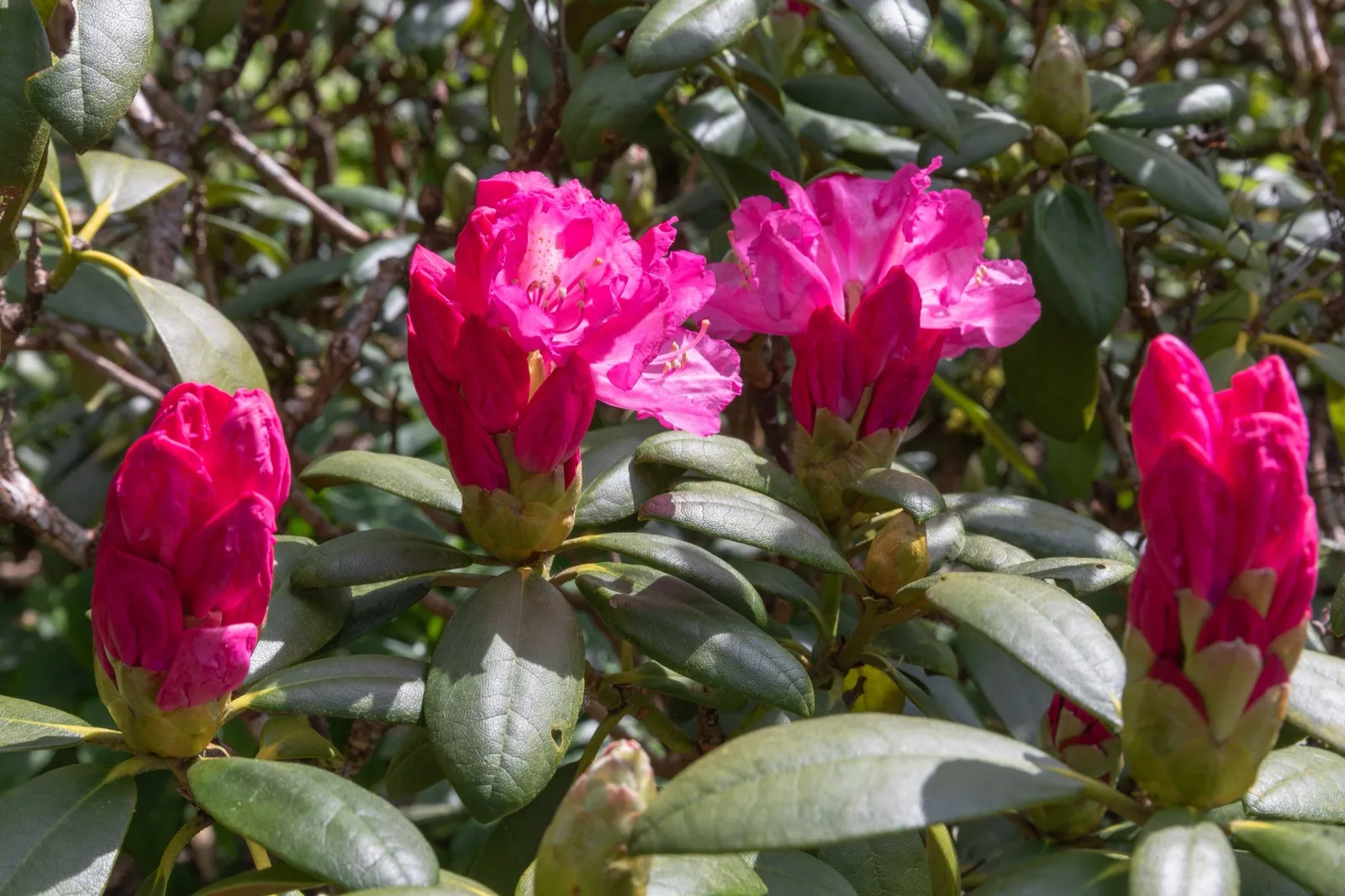 Yakushimanum-rododendron 'Polaris', 25-30 cm - miniatyr 3