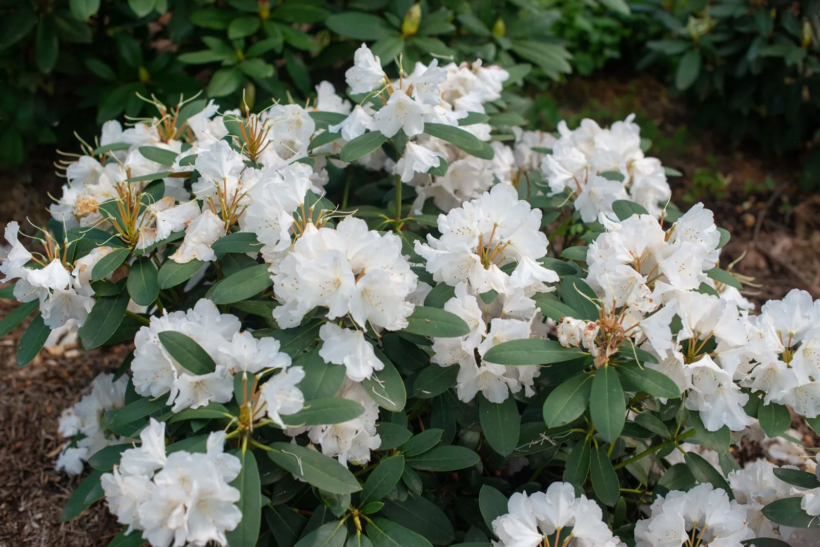 Yakushimanum-rododendron 'Schneekrone', 25-30 cm - miniatyr 6