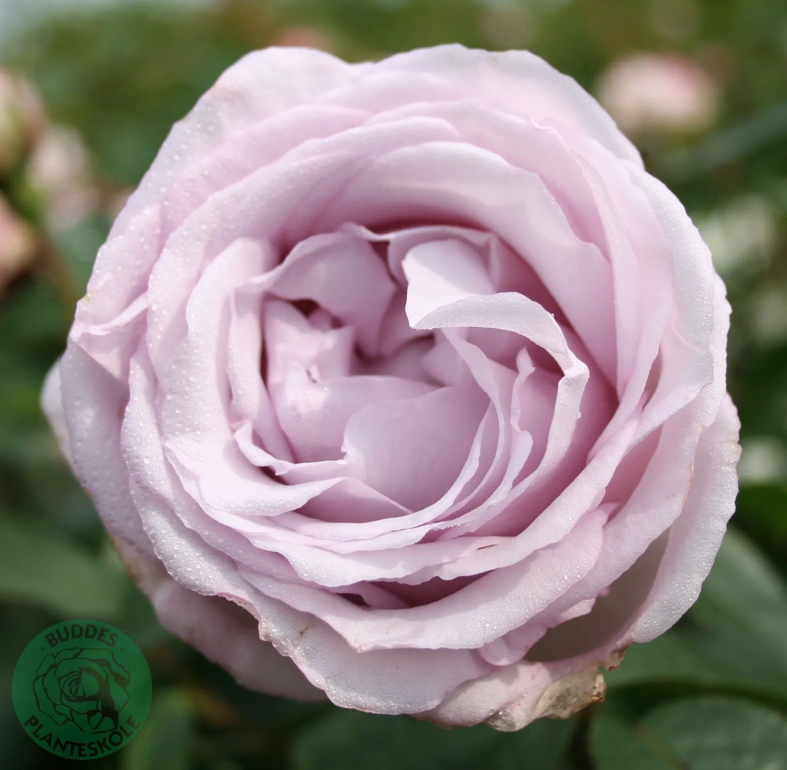 Modern buskros BERING RENAISSANCE® ('Poulberin')