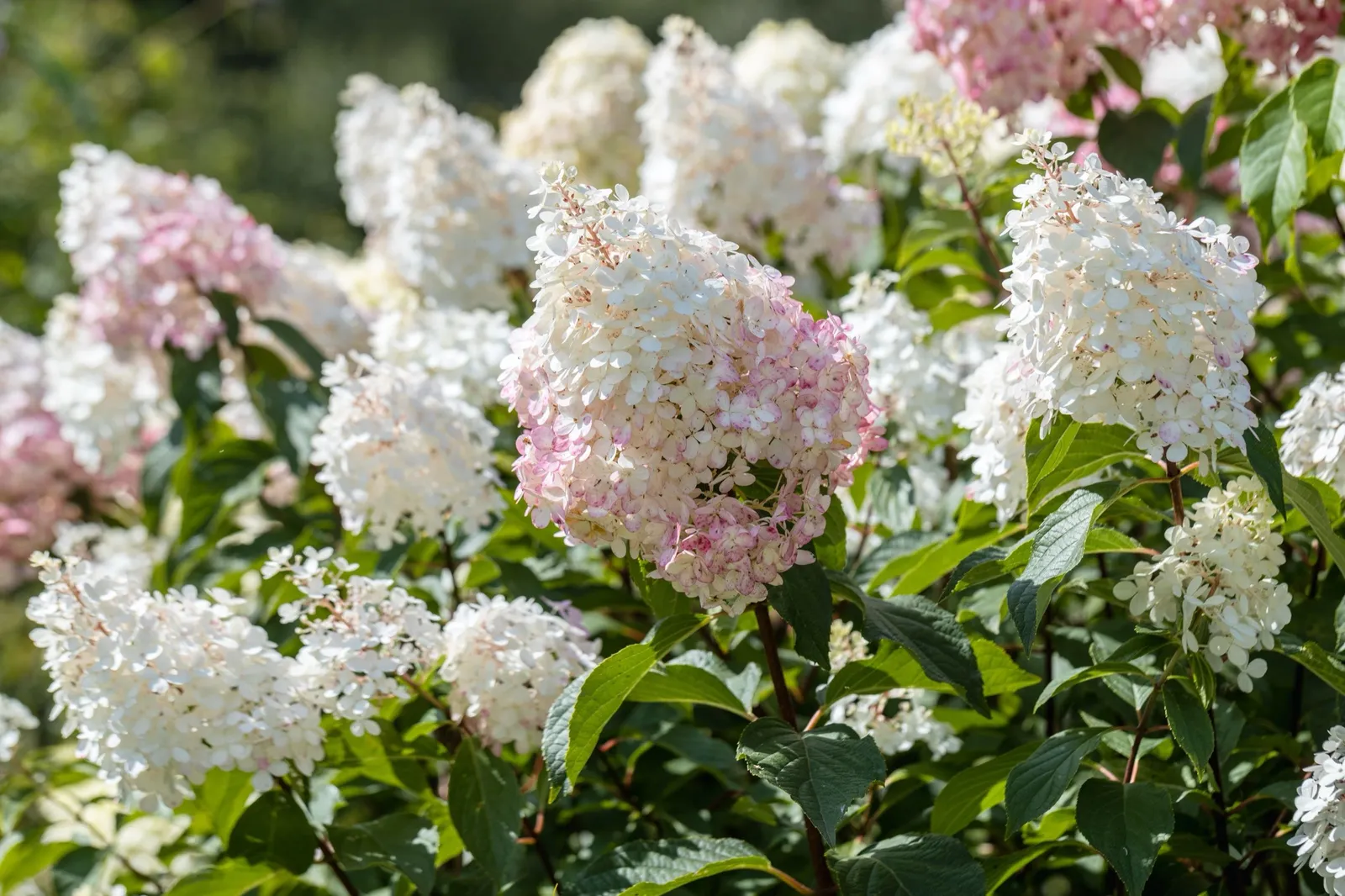 Vipphortensia 'Limelight' - miniatyr 9