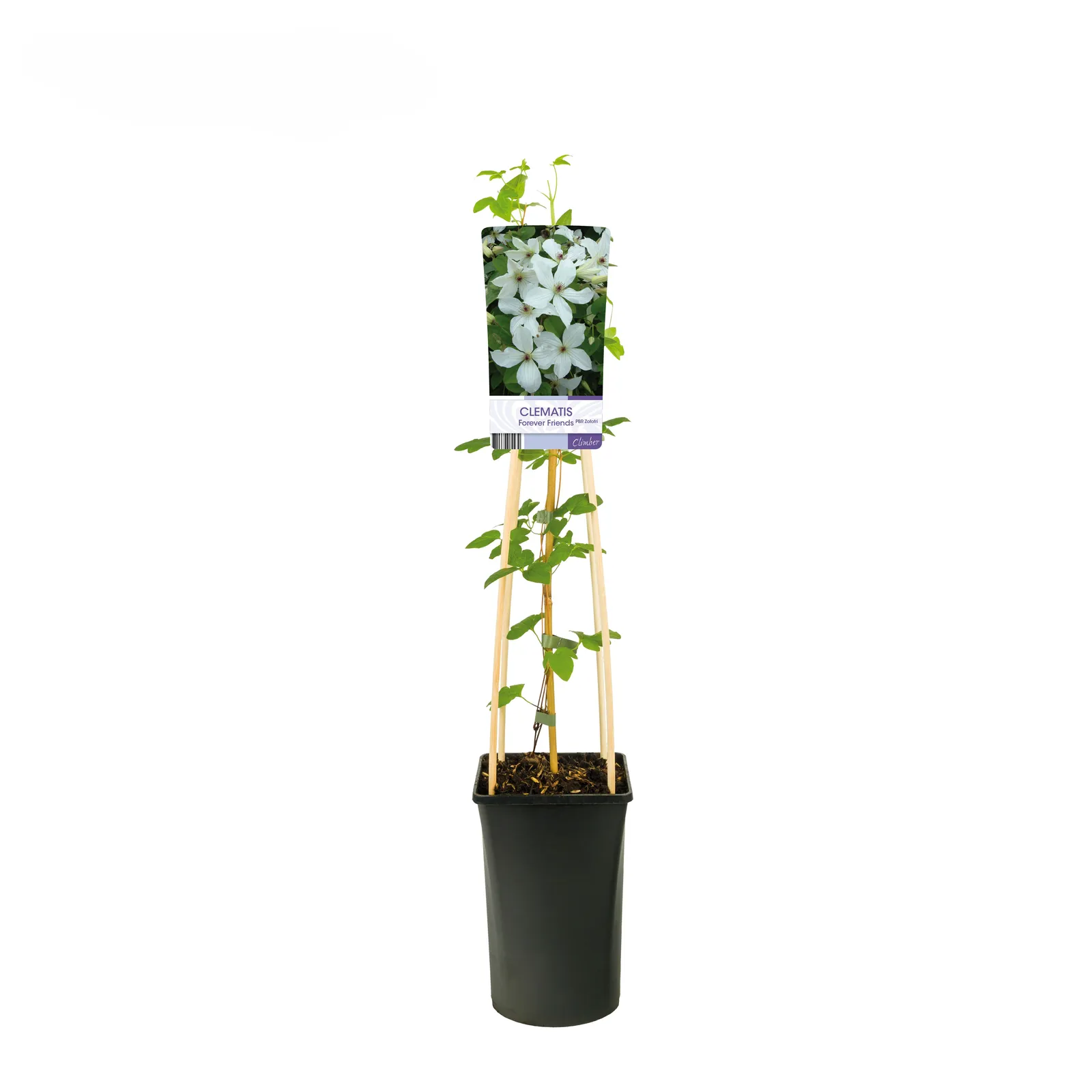 Klematis (Sena Storblommiga Gruppen) FOREVER FRIENDS ('Zofofri'PBR) - miniatyr 2