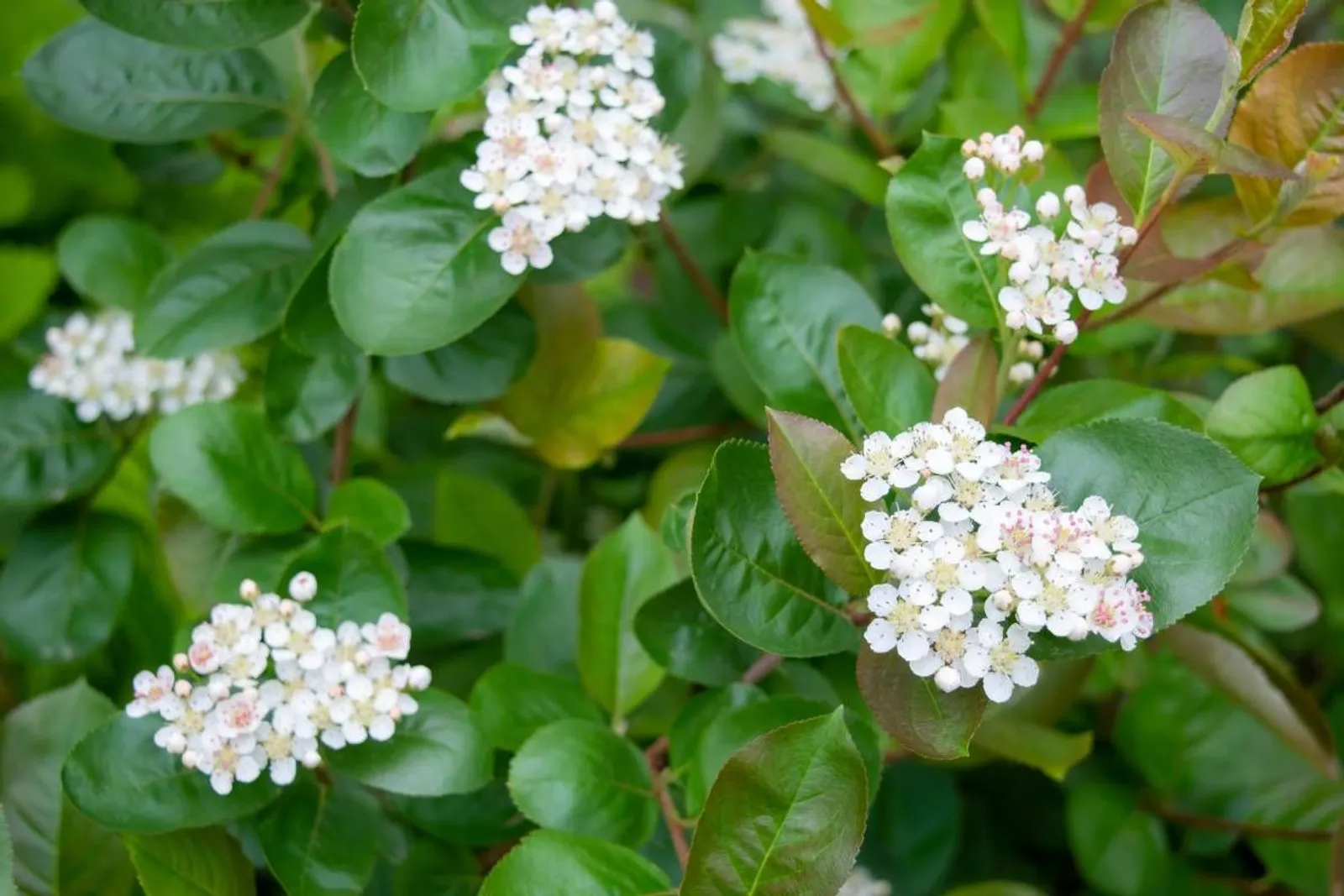 Slånaronia 'Elata' (syn. slånaronia FK Västeråker), 20-40 cm — detalj 3