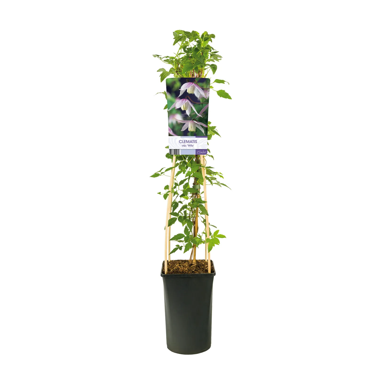 Atragene-klematis 'Willy' - miniatyr 2