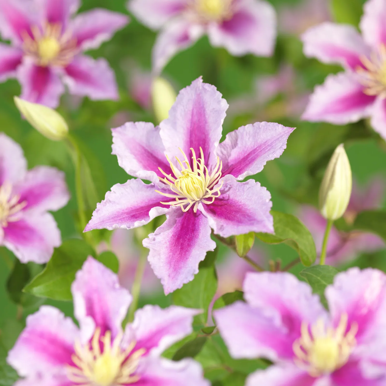 Klematis (Tidiga Storblommiga Gruppen) 'Piilu'