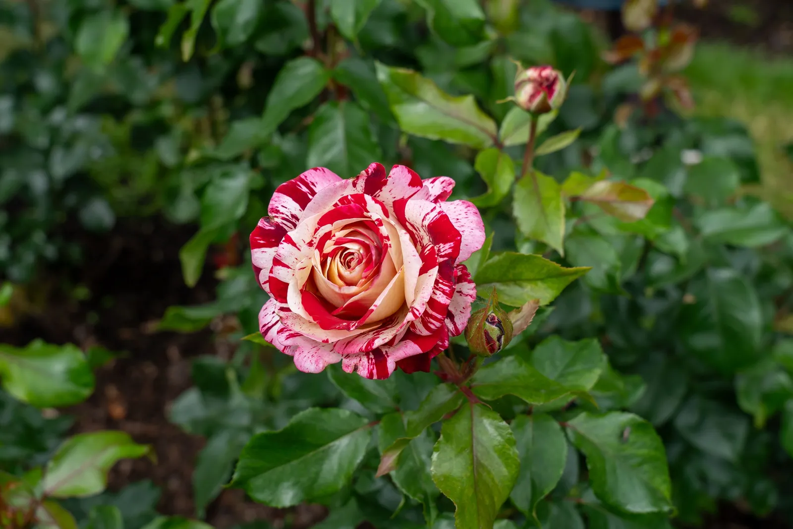 Grandiflora-ros ROCK & ROLL ('Wekgobnez') - miniatyr 5