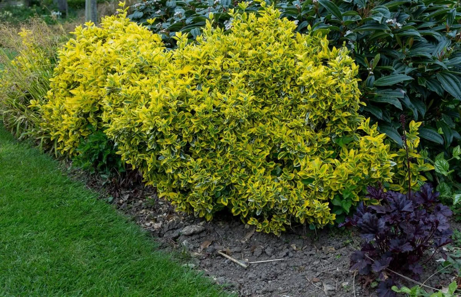 Klätterbenved 'Emerald 'n' Gold', 15-30 cm — närbild