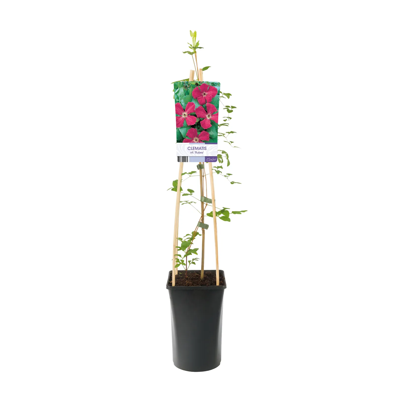 Viticella-klematis 'Rubra' - miniatyr 2