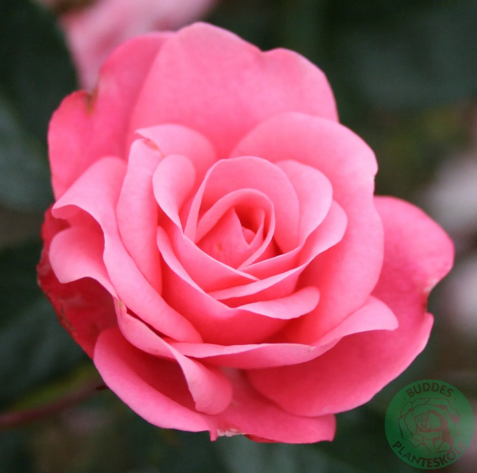 Floribundaros BELLA ROSA ('Korwonder')