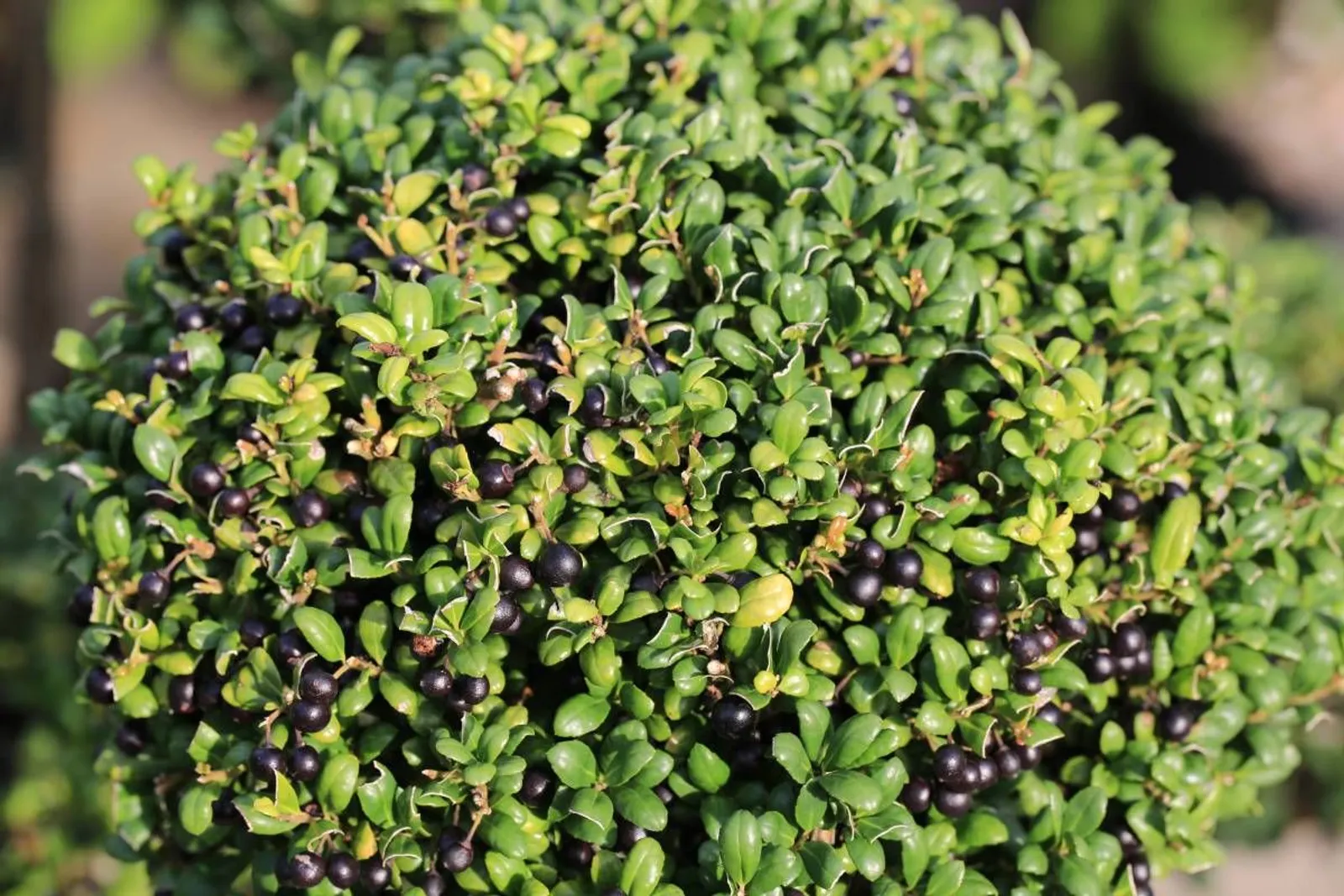 Japansk järnek 'Convexa', 10-20 cm — detalj 2