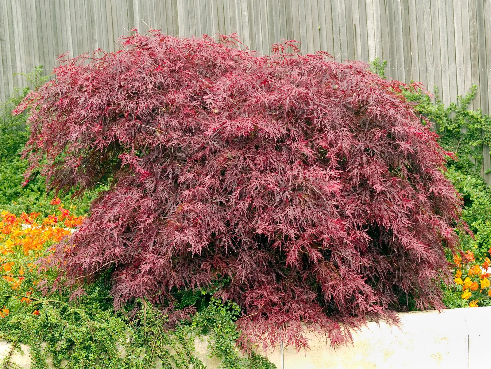 Flikbladig japansk lönn 'Garnet'
