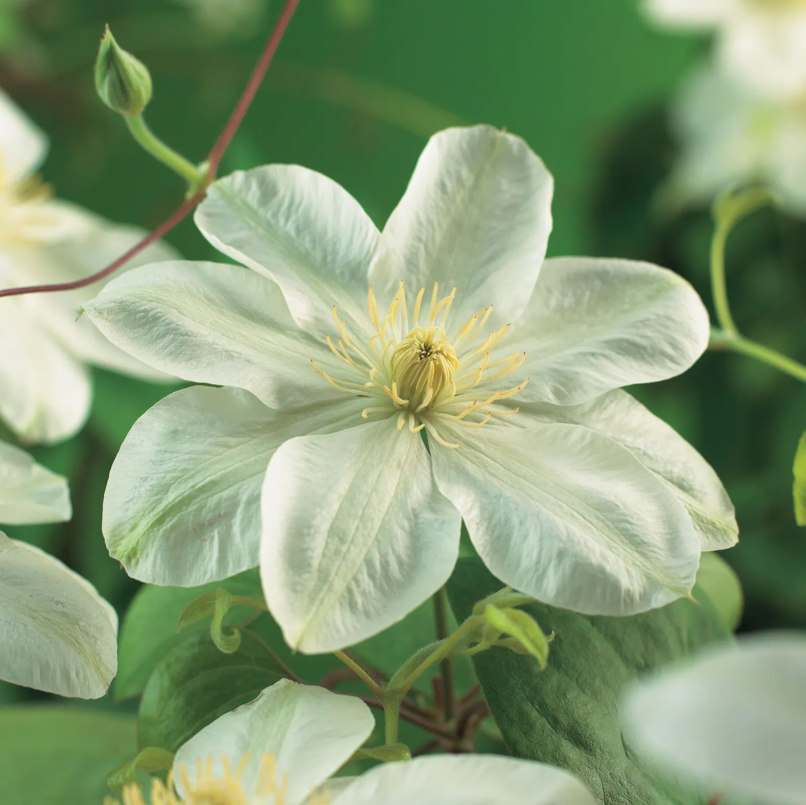 Klematis (Tidiga Storblommiga Gruppen) 'Guernsey Cream'
