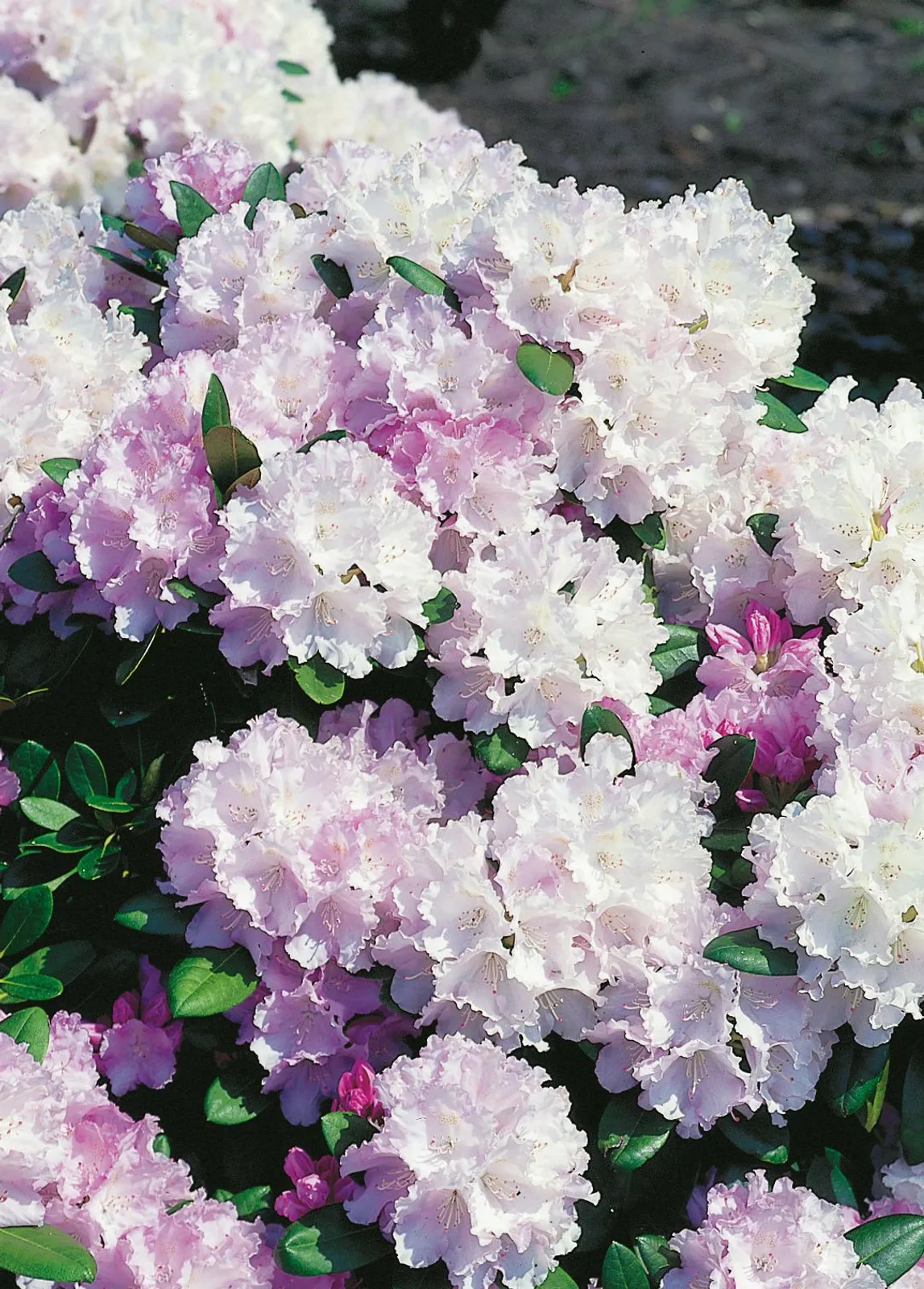 Yakushimanum-rododendron 'Silberwolke', 25-30 cm