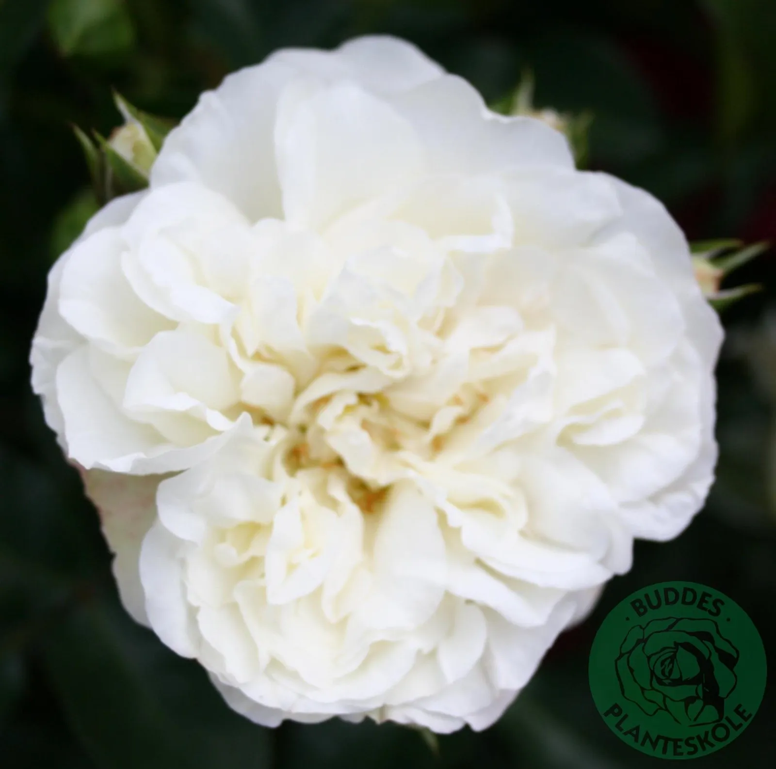 Modern buskros WHITE MEIDILAND® ('Meicoublan')