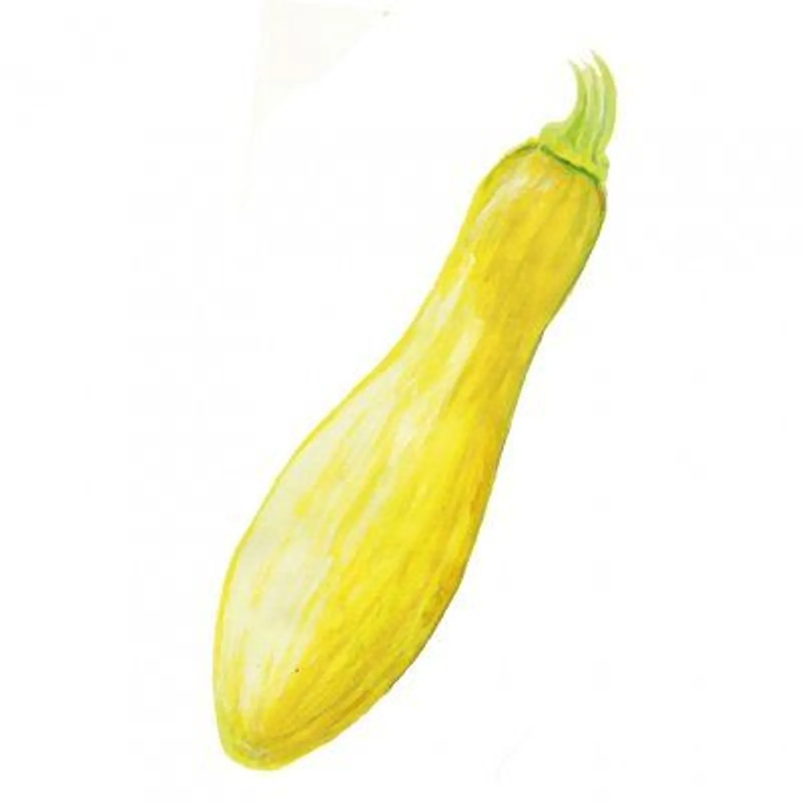 Sommarsquash 'Yellow Straightneck', Frö
