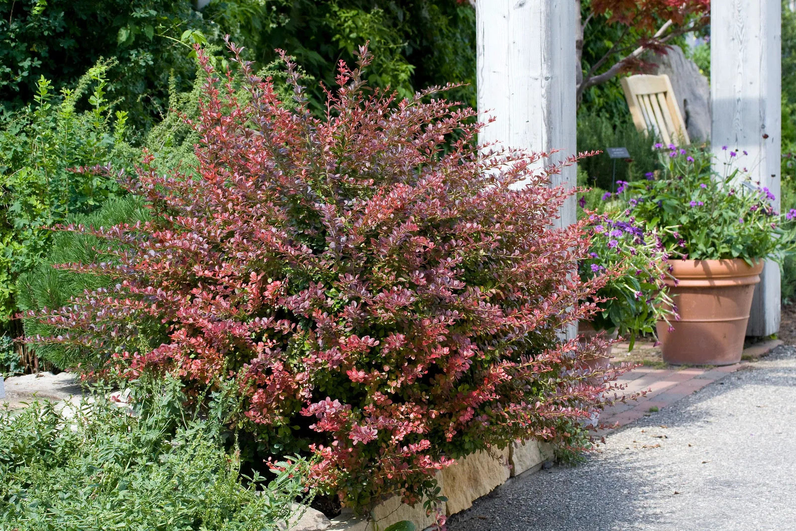 Röd häckberberis 'Atropurpurea' - miniatyr 1