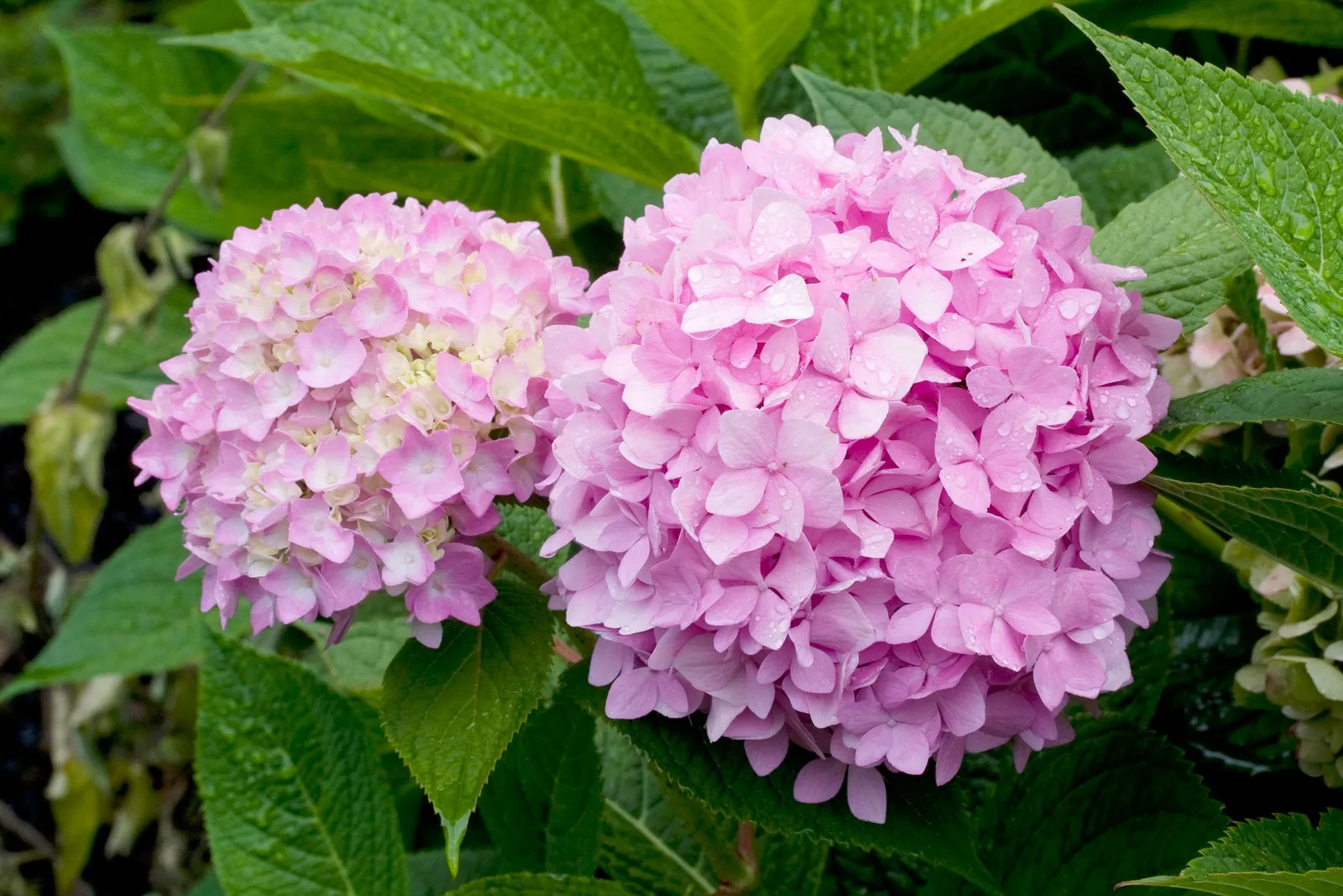 Hortensia THE ORIGINAL ('Bailmer')