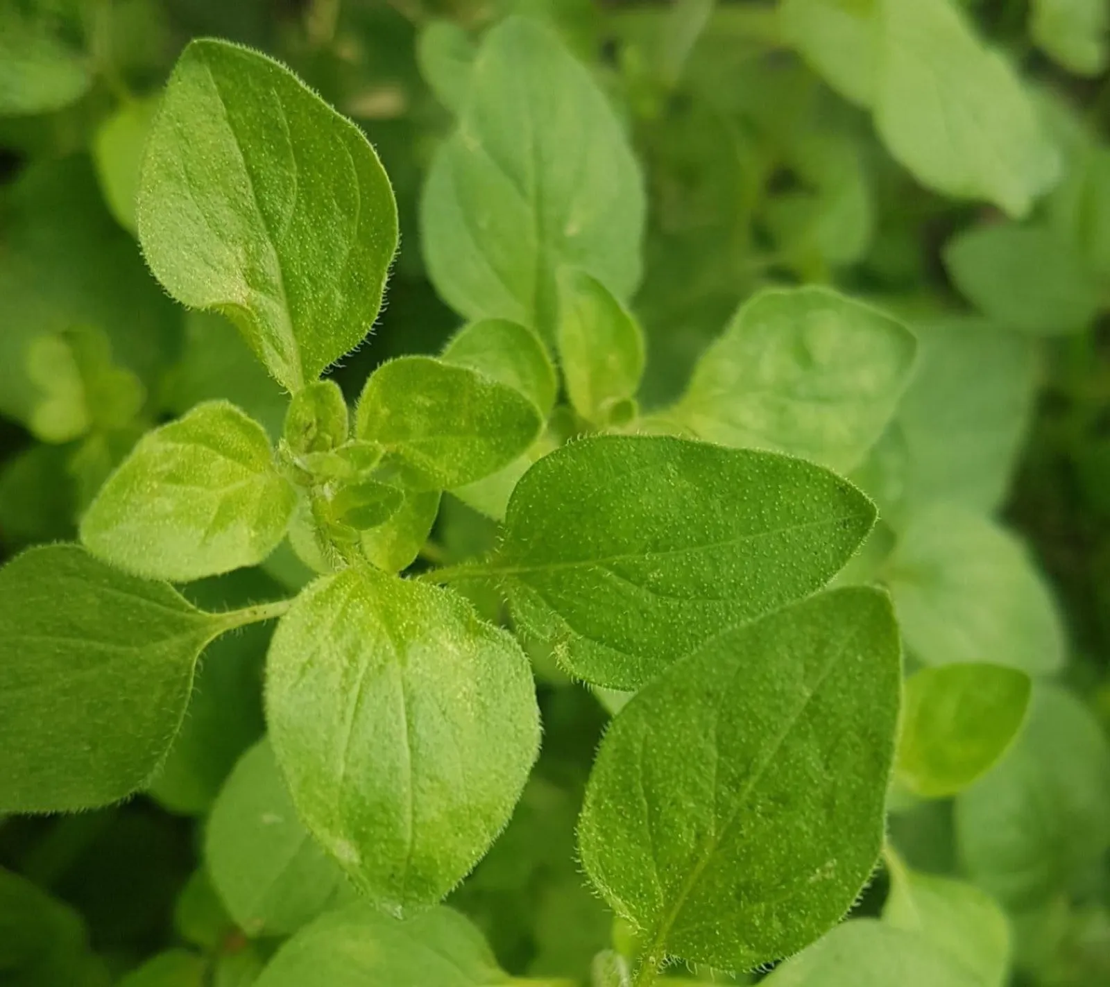Oregano 'Grekisk oregano', ekofrö