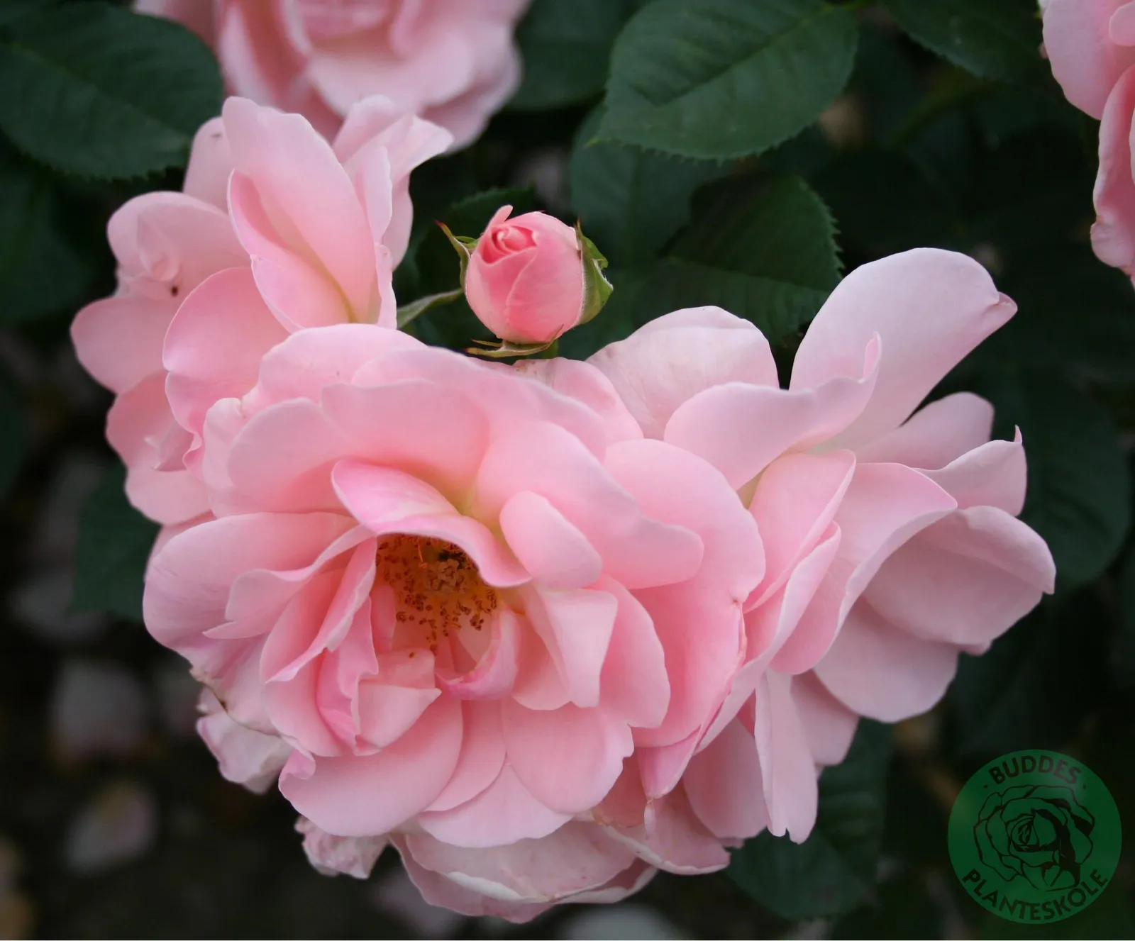 Floribundaros ASTRID LINDGREN® ('Pouluf')