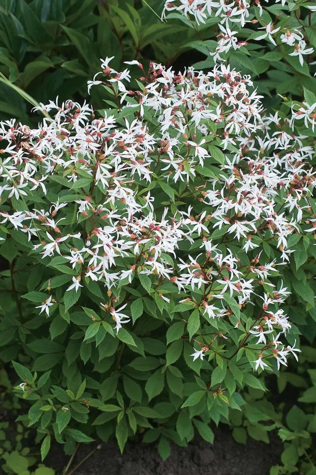 Gillenia, Trebladspira