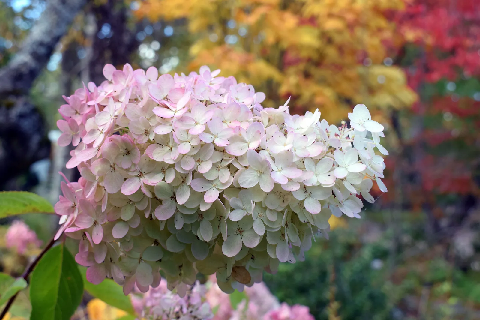 Syrenhortensia - miniatyr 5