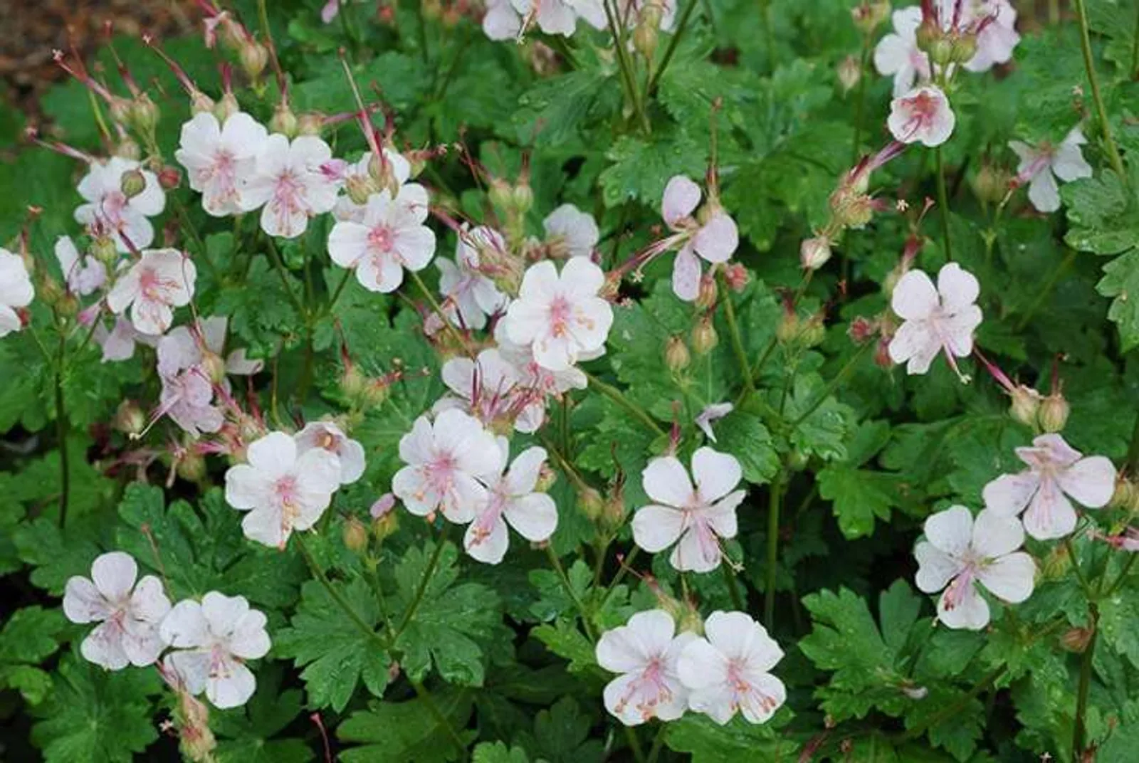 Liten Flocknäva 'Biokovo', 6-pack — närbild