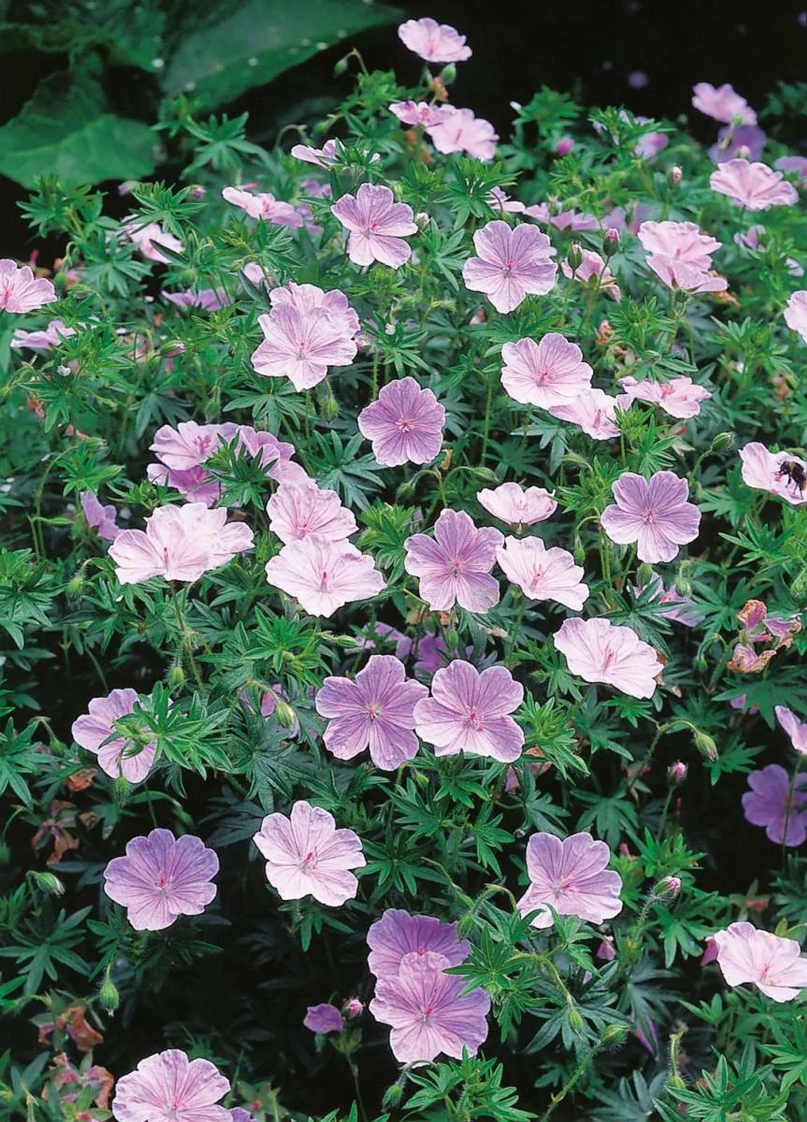 Blodnäva 'Apfelblüte'